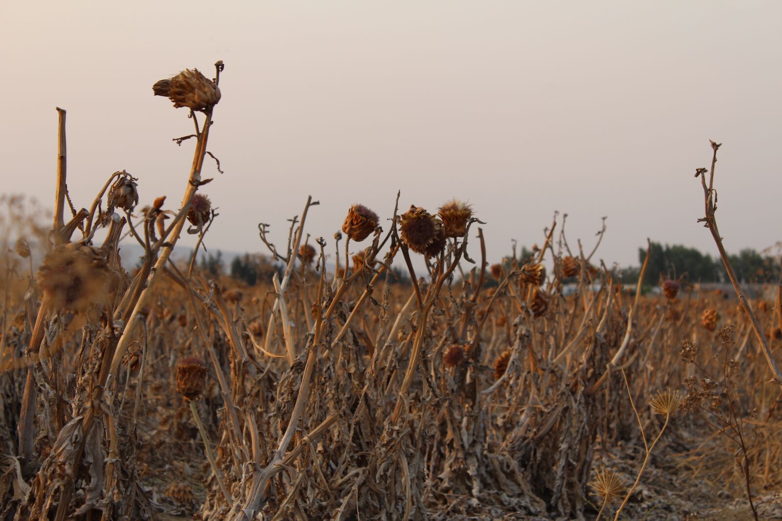 Canon EOS 1300D (EOS Rebel T6 / EOS Kiss X80) sample photo. Sad, farm, died photography