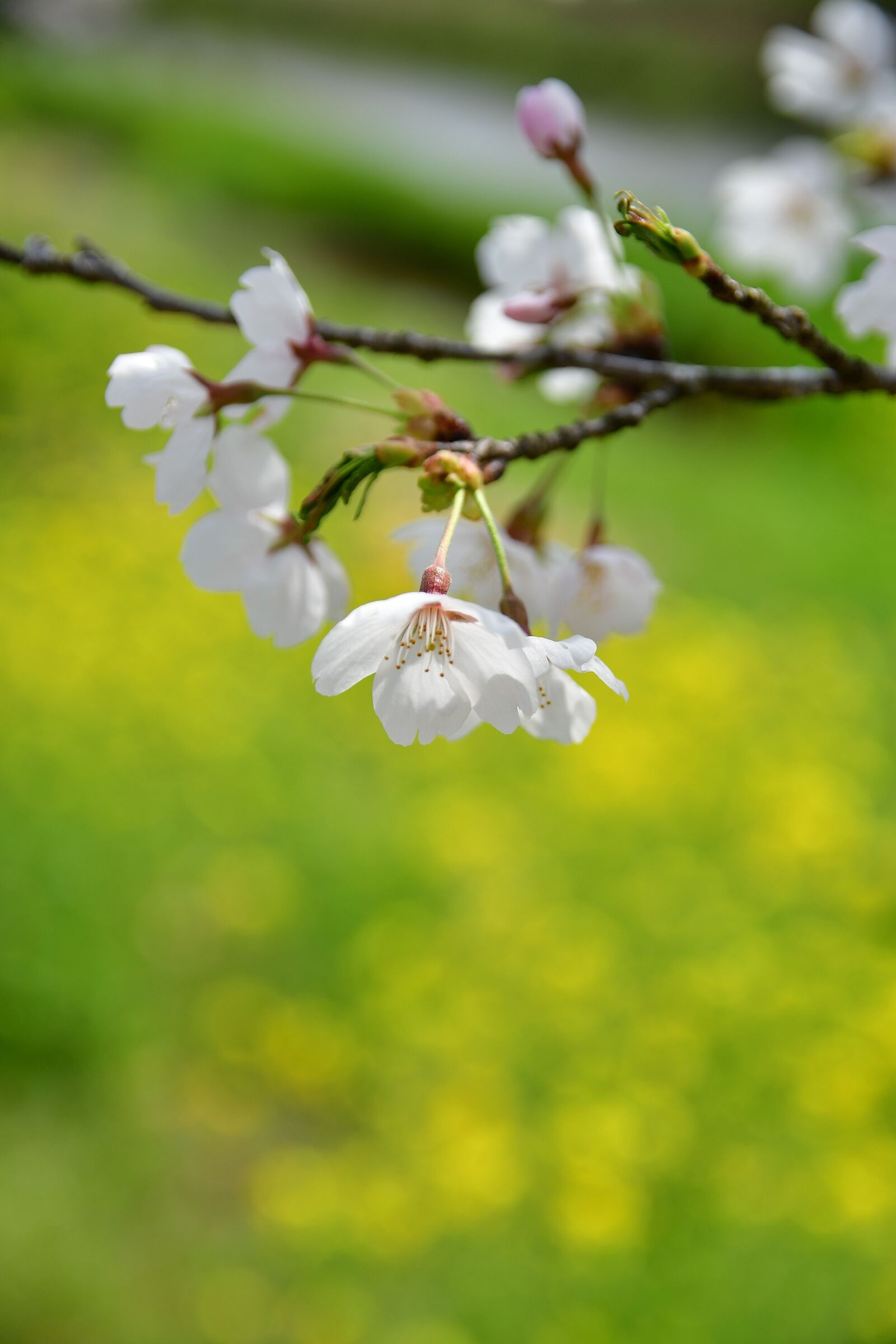 Nikon D500 sample photo. Flowers, natural, plant photography