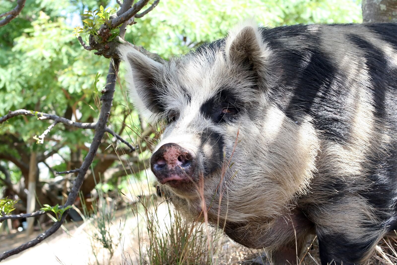 Canon EOS 30D sample photo. Animal, bacon, big photography