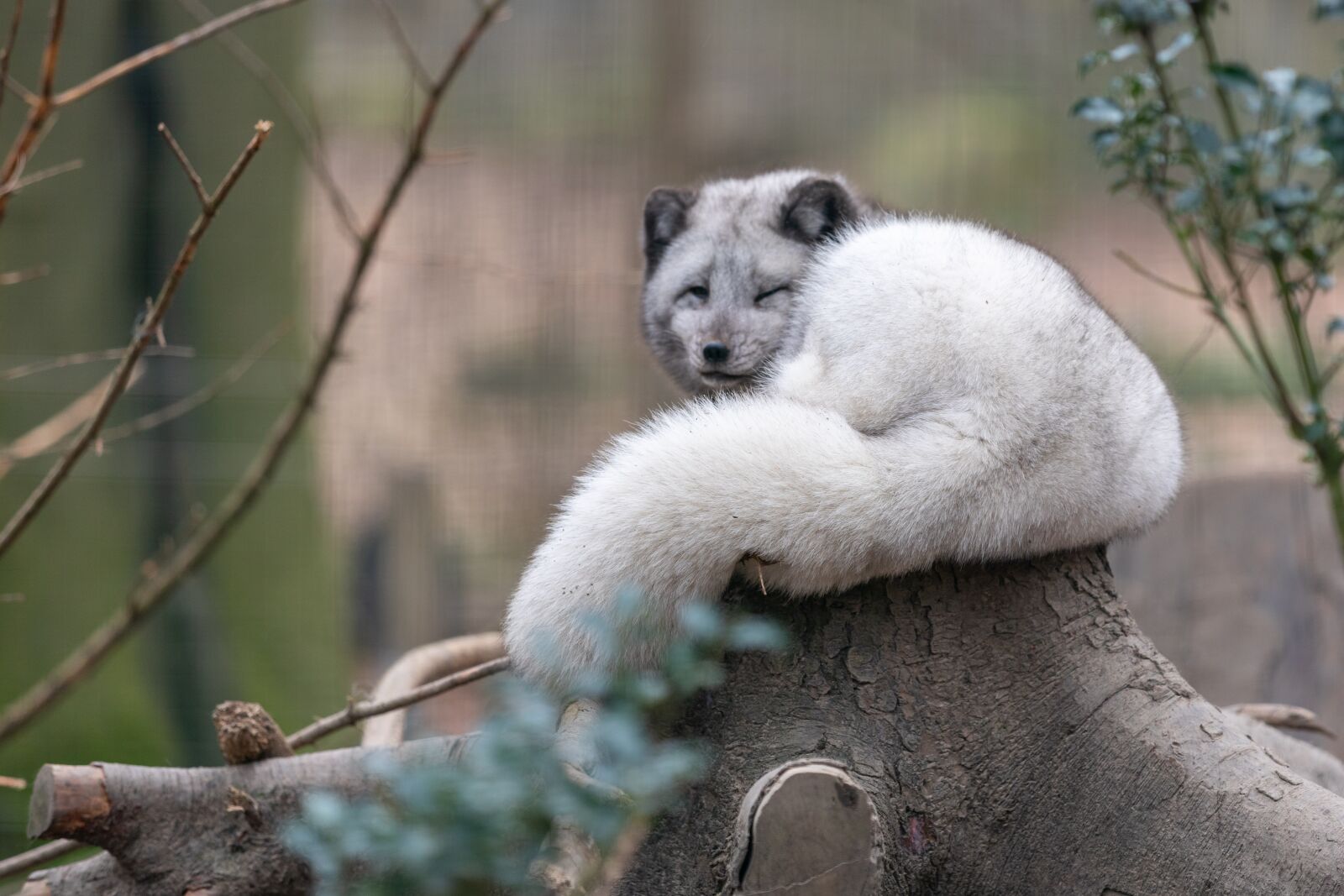 Canon EF 70-200mm F2.8L IS III USM sample photo. Arctic fox, zoo, animal photography