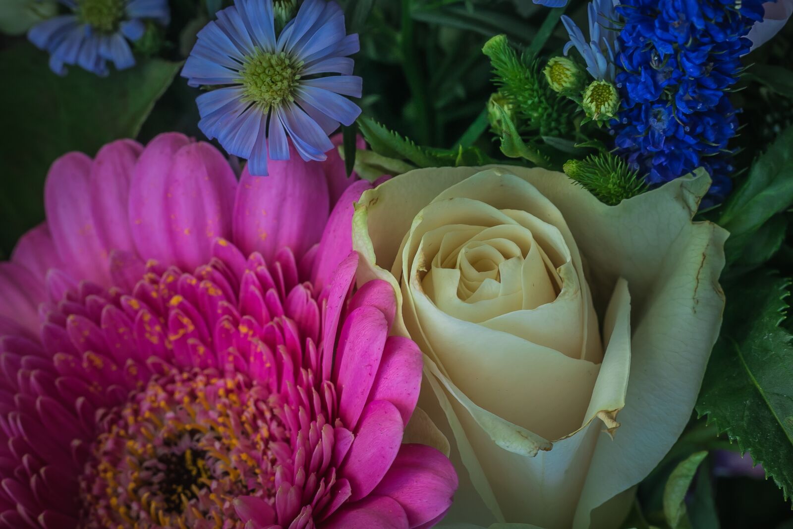 Canon EOS 70D + Canon EF 50mm F1.8 II sample photo. Rose, flower, blossom photography