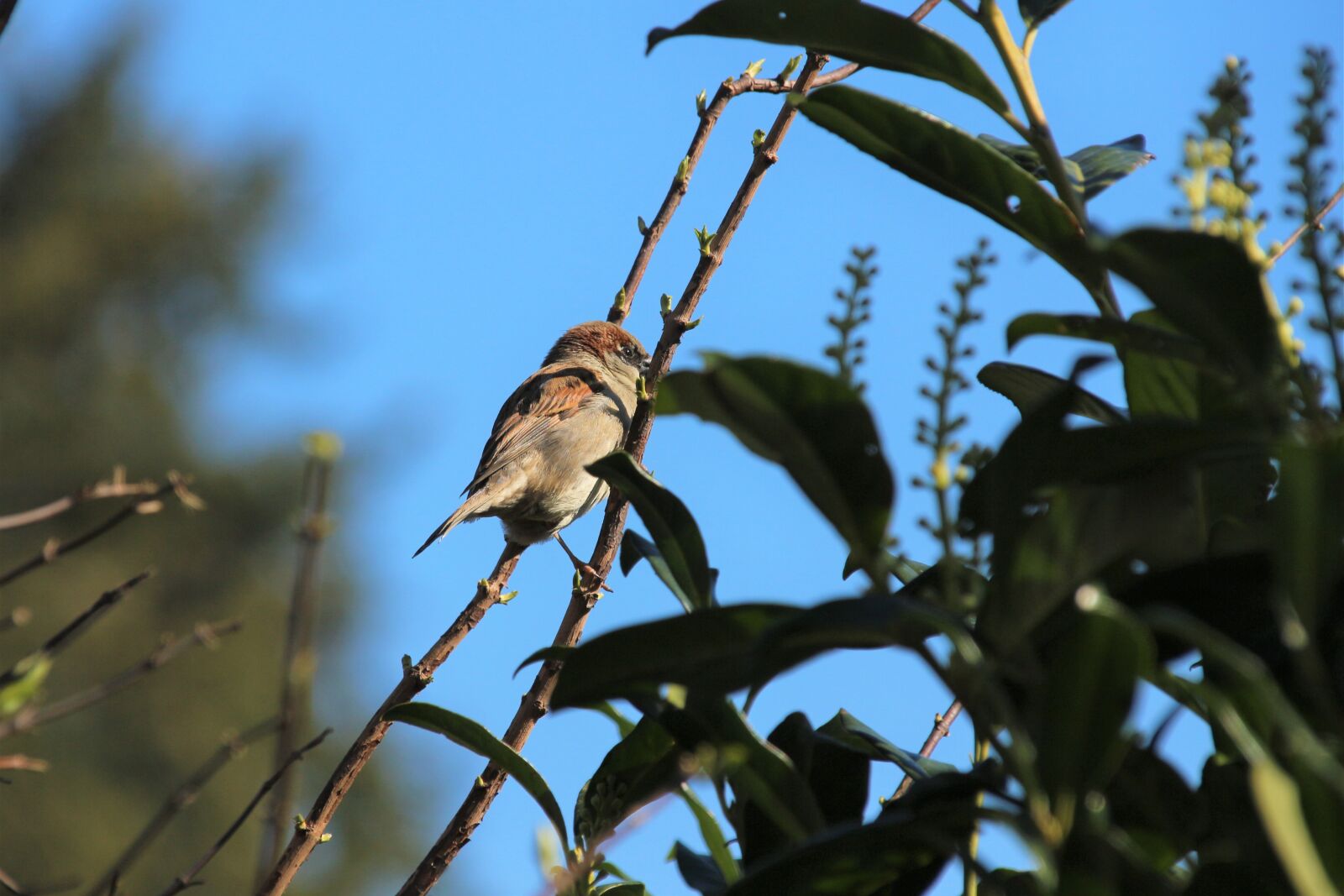Canon EOS 700D (EOS Rebel T5i / EOS Kiss X7i) sample photo. Bird, animal, nature photography