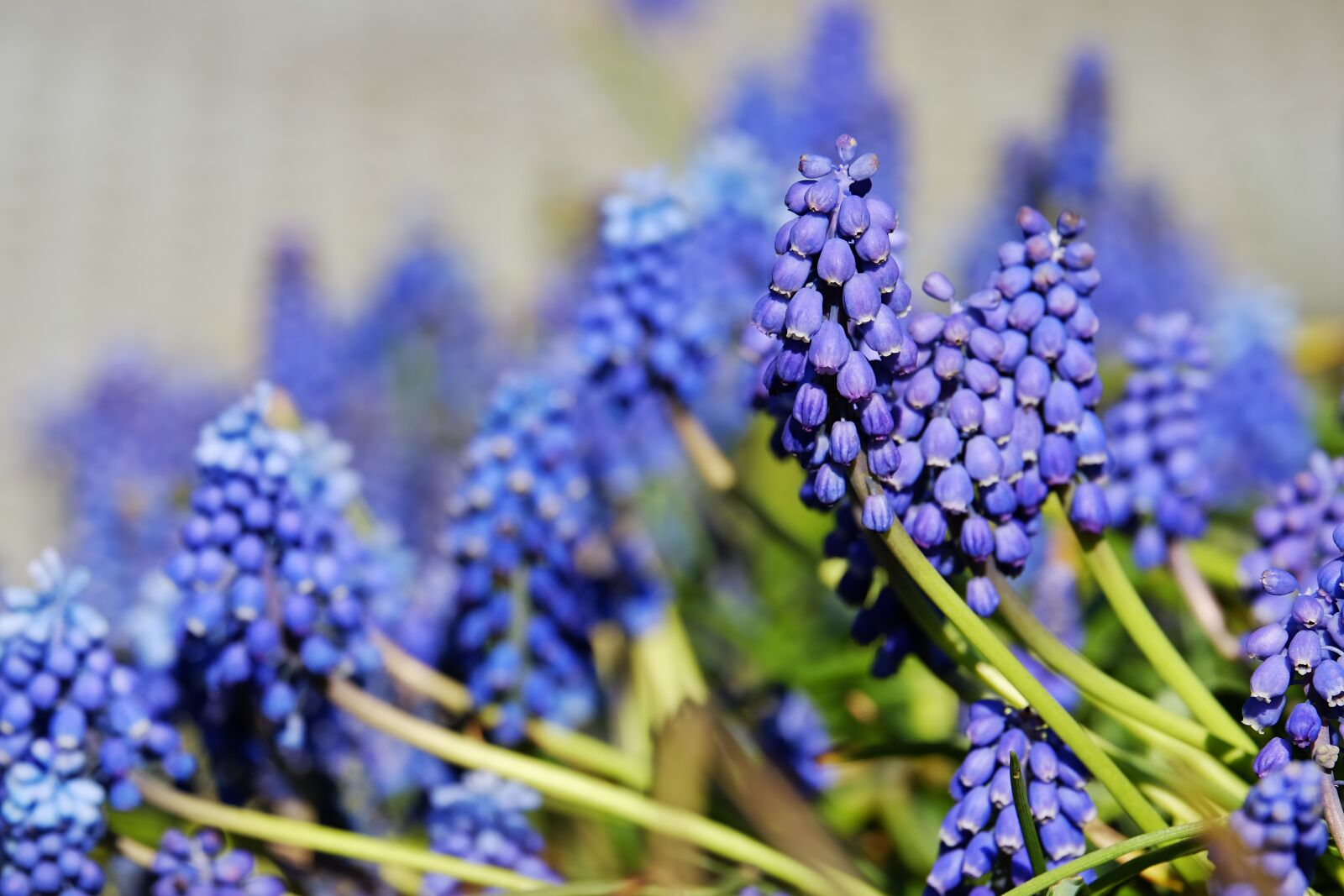 Fujifilm XF 55-200mm F3.5-4.8 R LM OIS sample photo. Muscari, common grape hyacinth photography