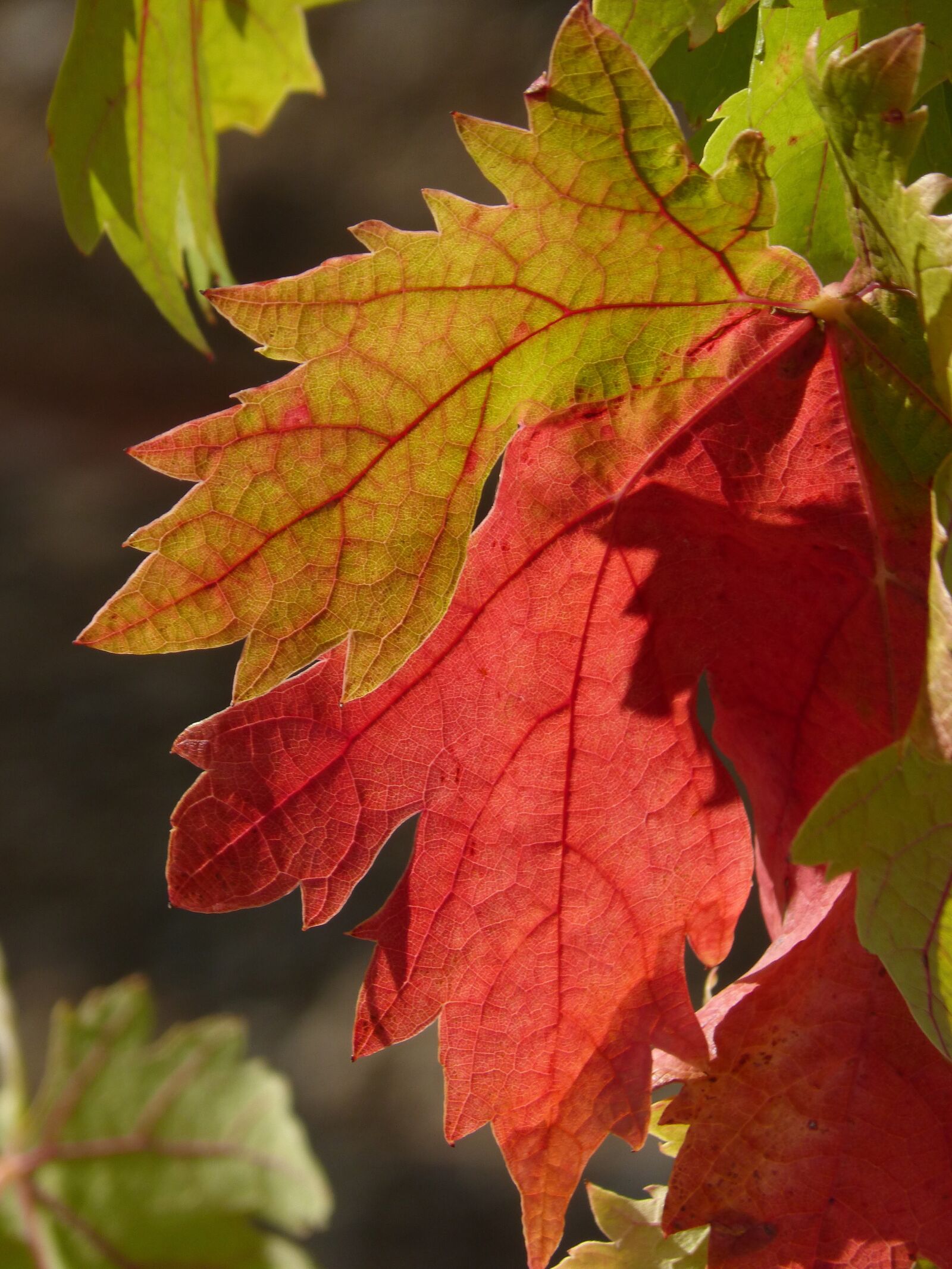 Panasonic DMC-FZ62 sample photo. Leaf, vine leaf, red photography