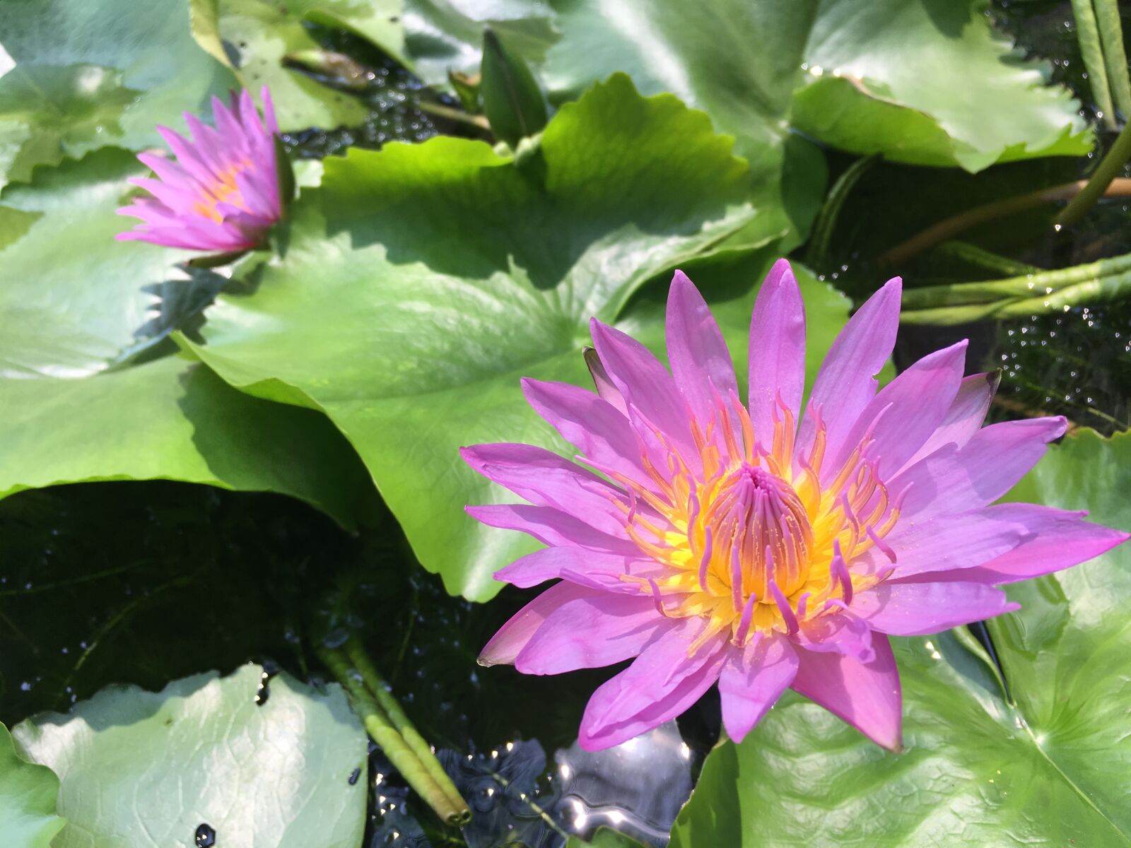 iPhone SE back camera 4.15mm f/2.2 sample photo. Big, flowers, pink photography