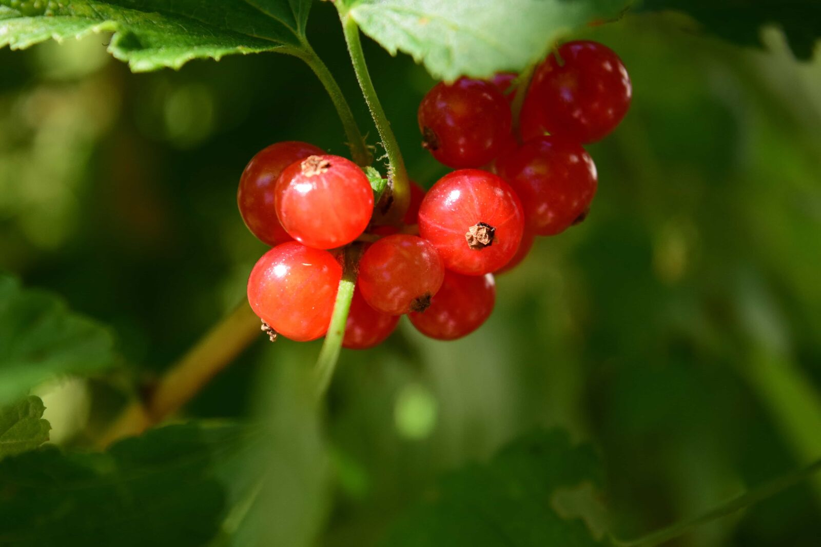 Nikon D3300 sample photo. Nature, food, fruit, leaf photography