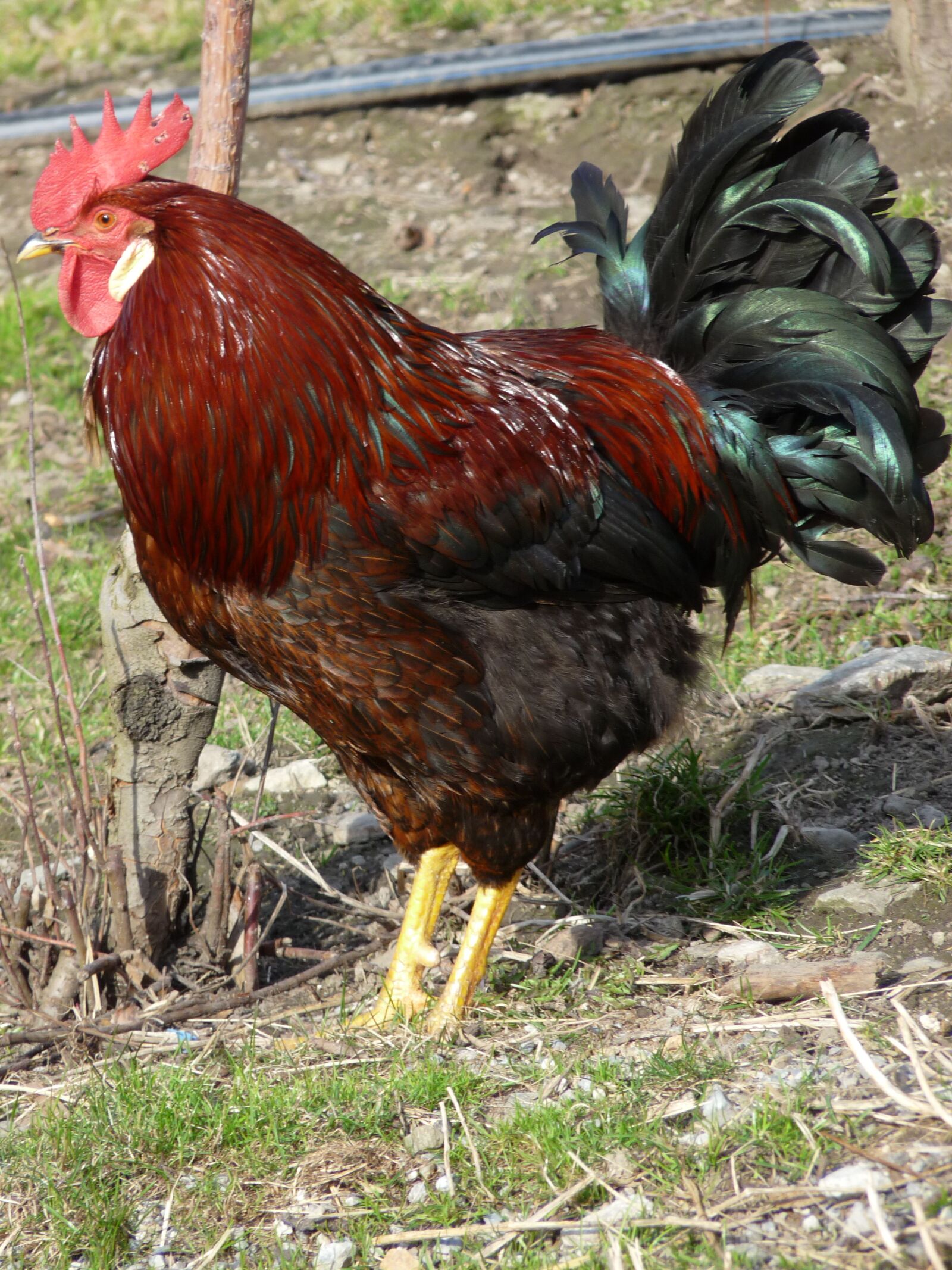 Panasonic Lumix DMC-FZ28 sample photo. Hahn, animal, farm photography