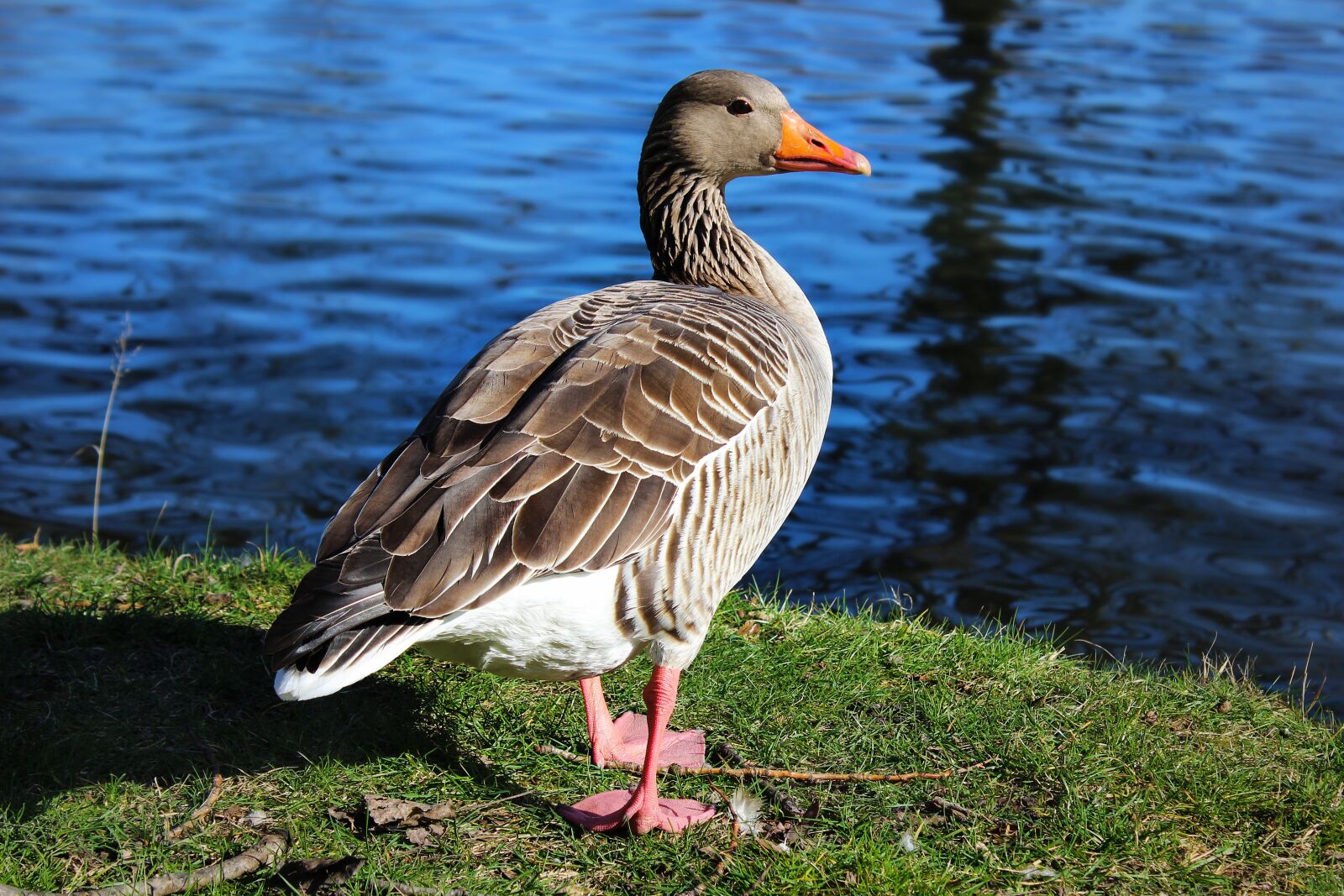 Canon EOS 600D (Rebel EOS T3i / EOS Kiss X5) sample photo. Duck, animal, river photography