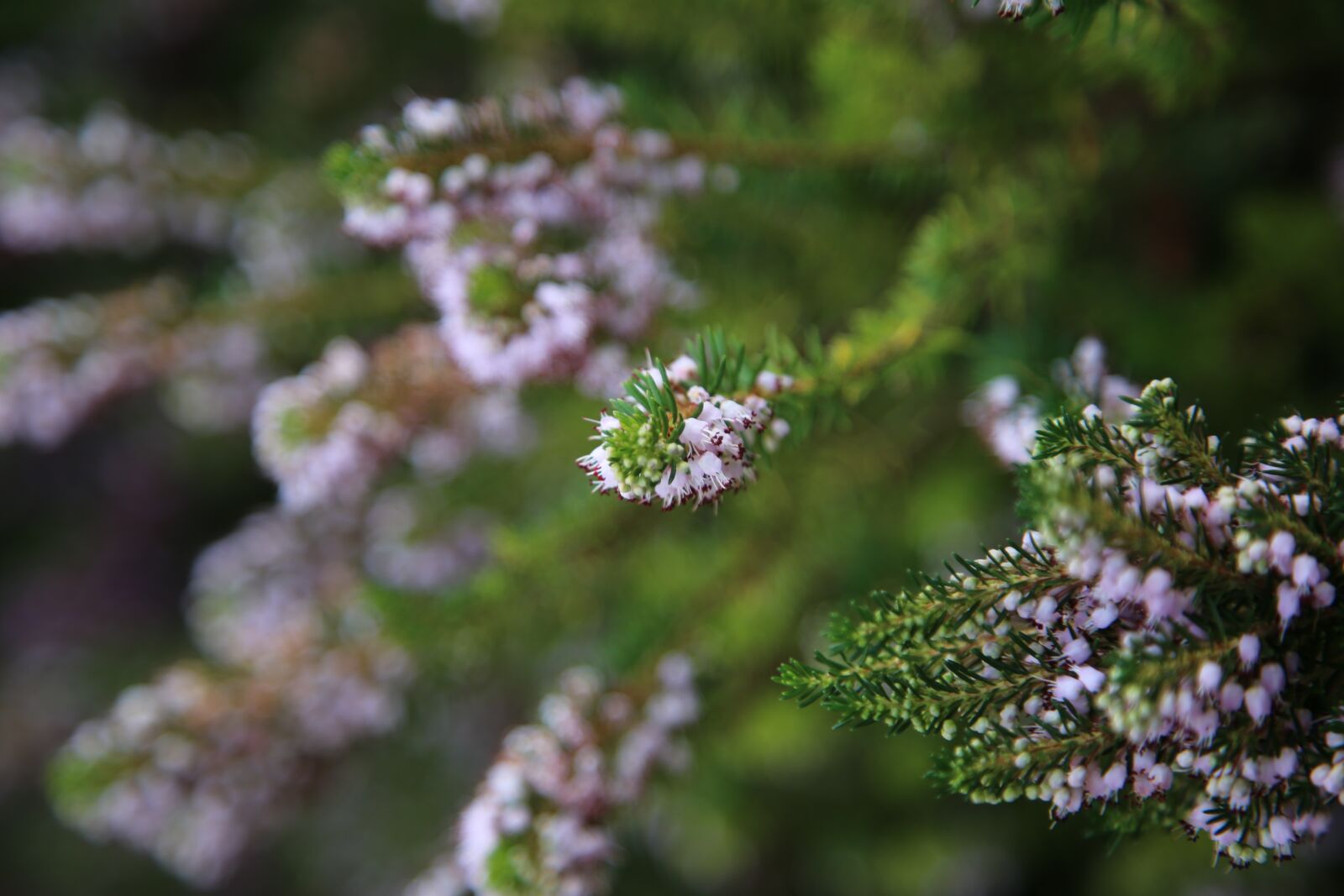 Canon EOS 6D + Canon EF 24-105mm F4L IS USM sample photo. Lavender, macro, green photography