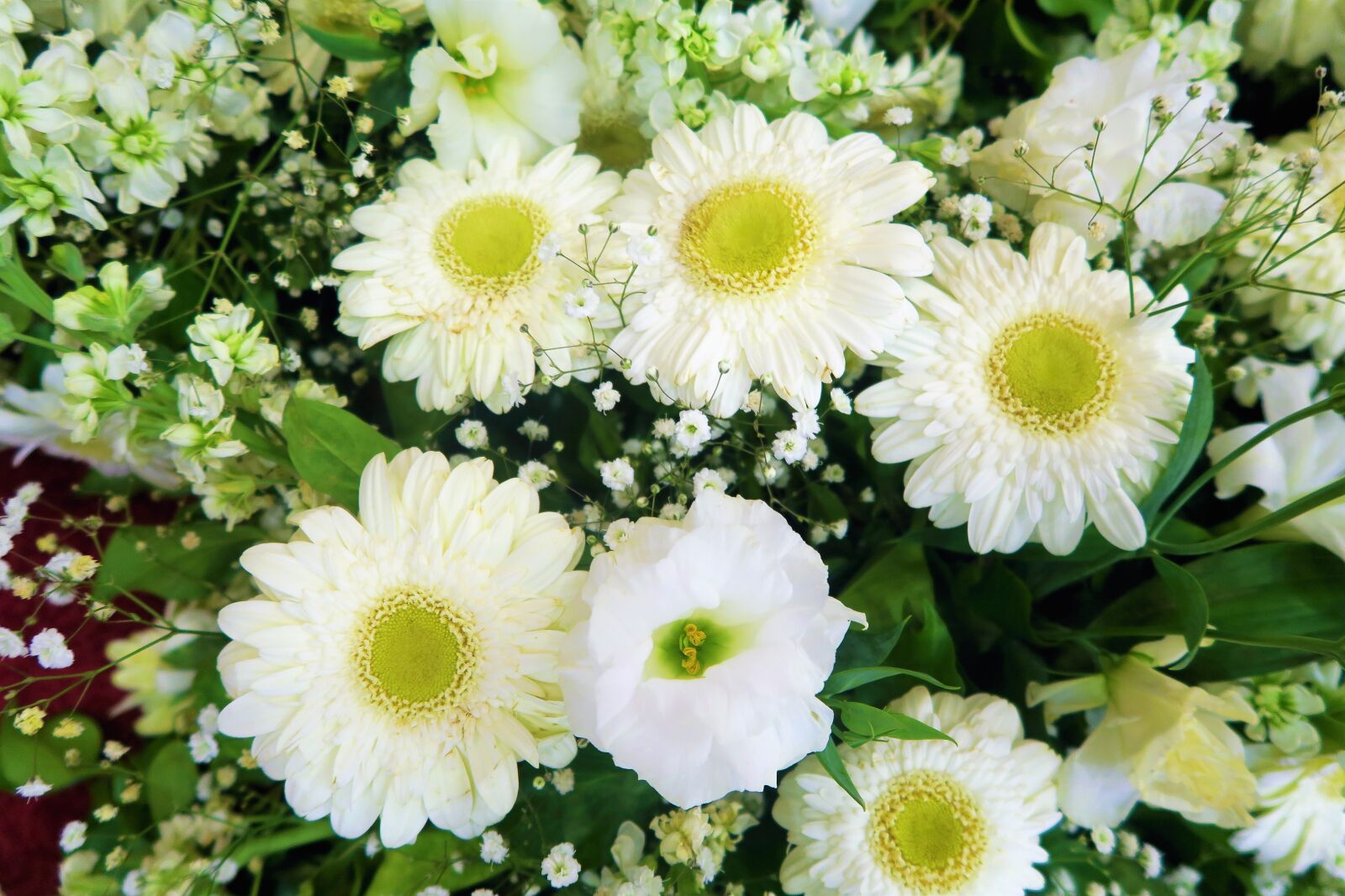 Canon PowerShot G7 X sample photo. Flower, white flowers, white photography
