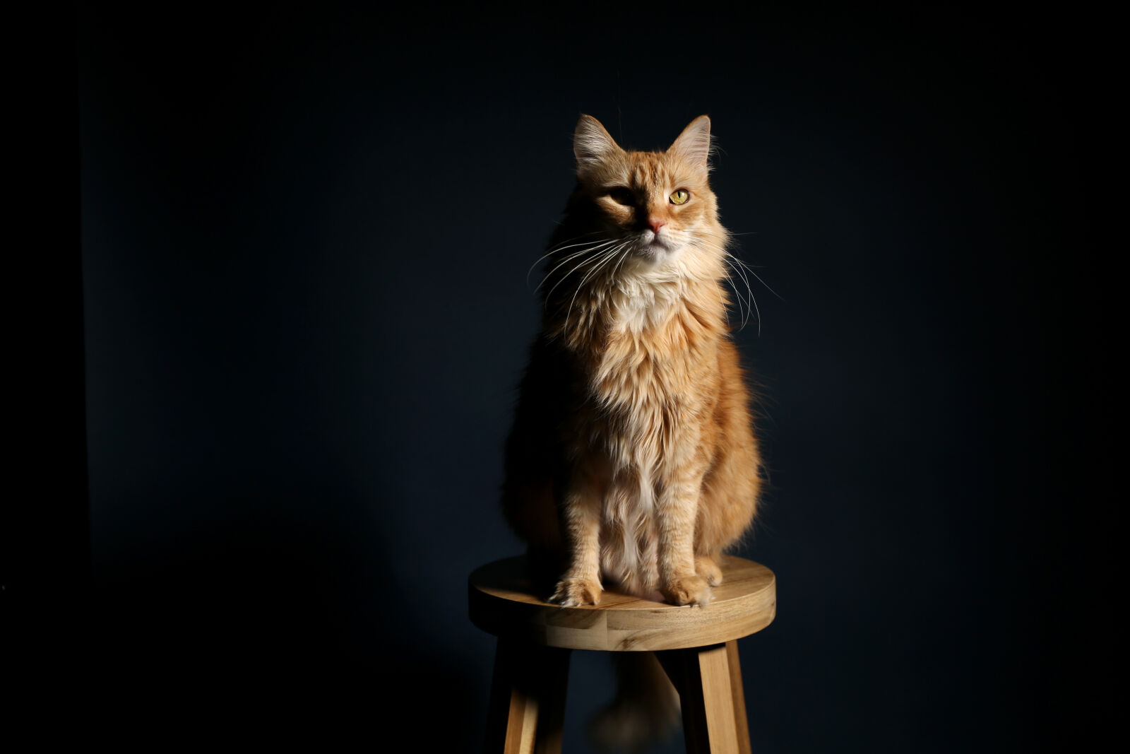 Canon EF 24-70mm F4L IS USM sample photo. Brown, cat, on, wooden photography