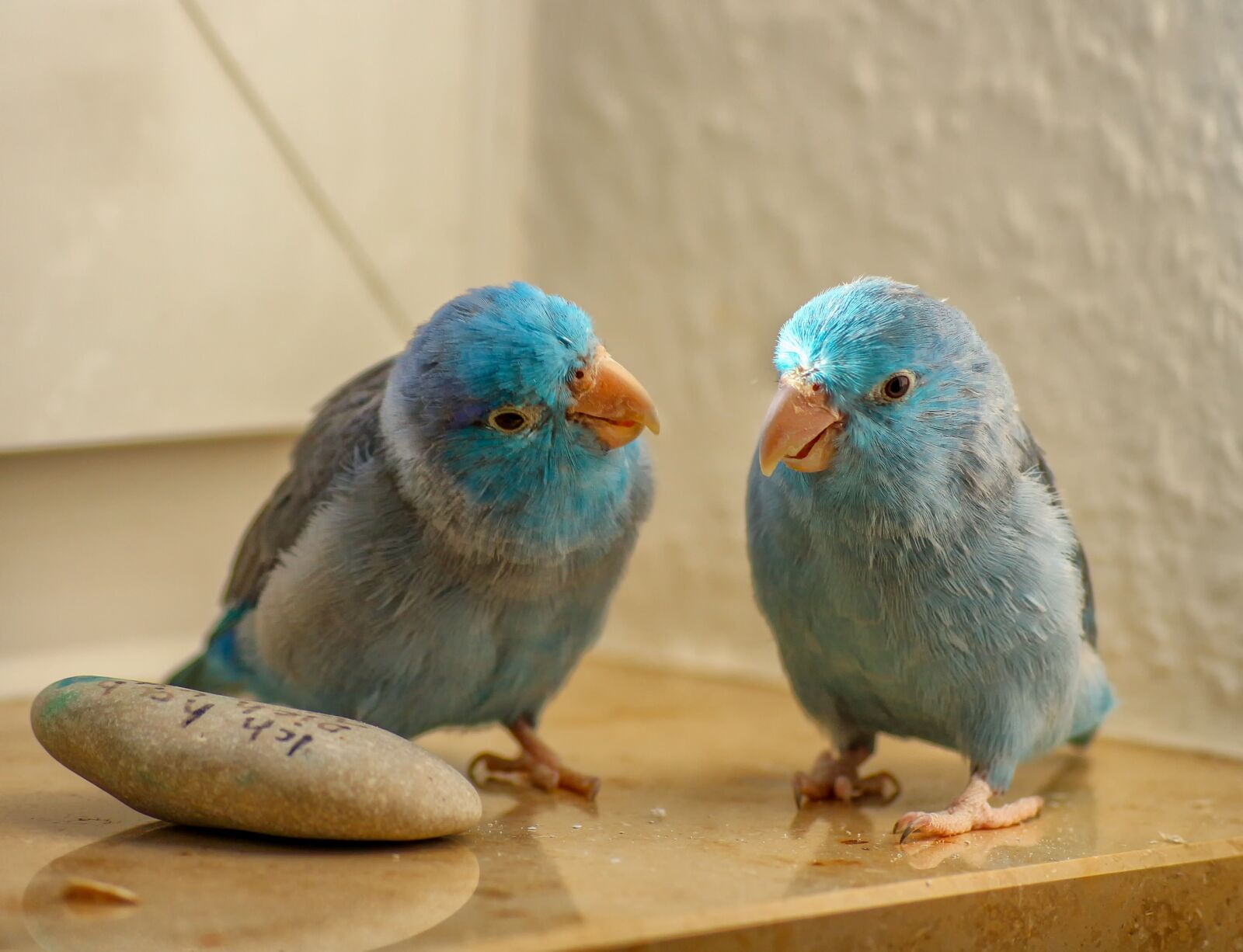 Canon EOS 650D (EOS Rebel T4i / EOS Kiss X6i) sample photo. Animals, passerine parrots, blue photography