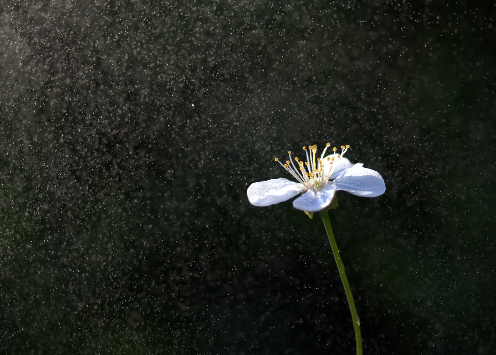 Canon EF-S 60mm F2.8 Macro USM sample photo. Flower, white, water photography