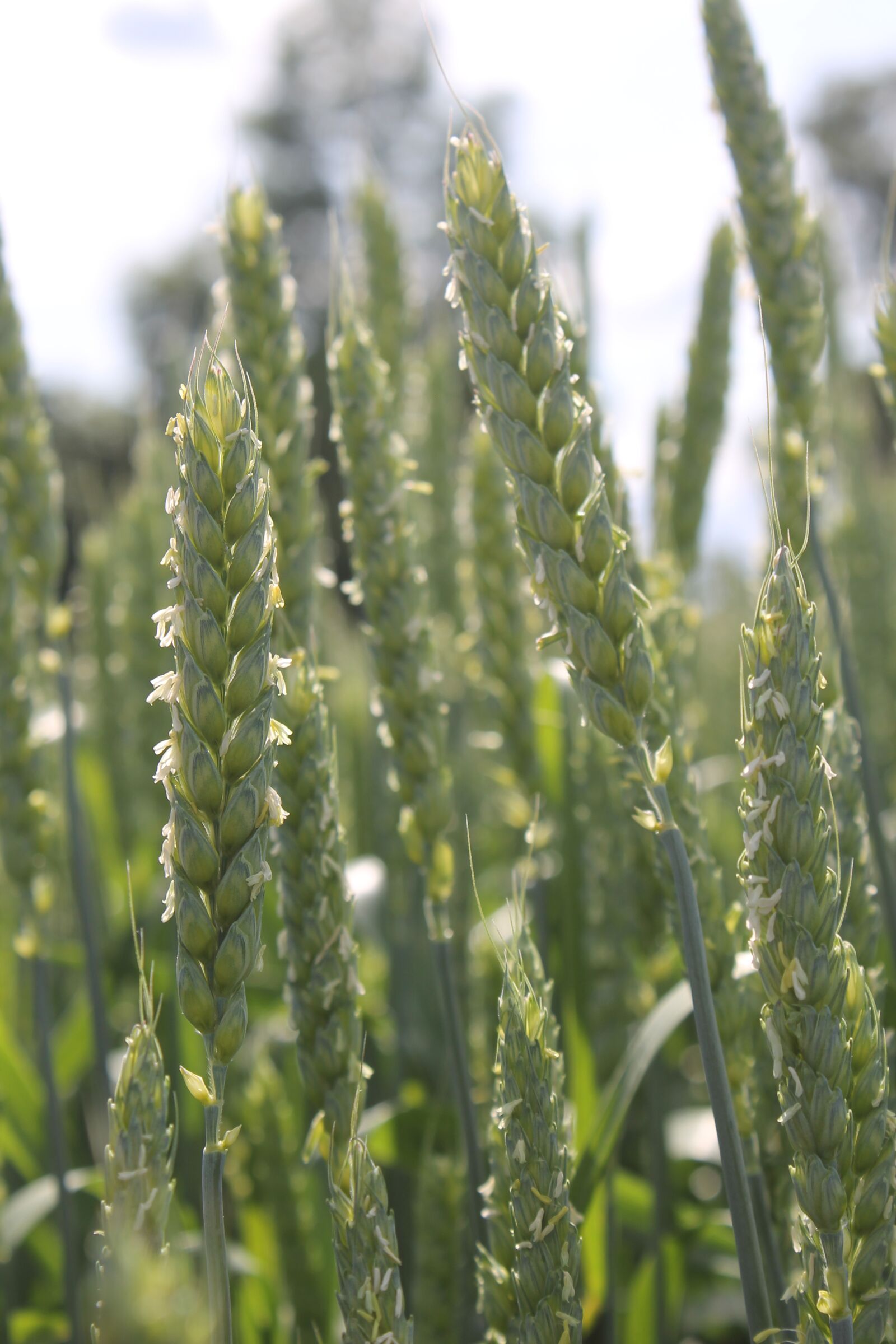 Canon EOS 1100D (EOS Rebel T3 / EOS Kiss X50) sample photo. Field, plant, harvest photography