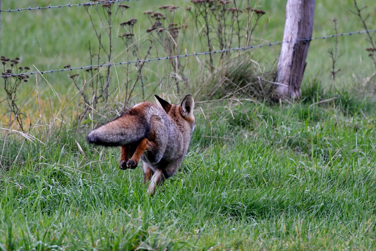 Nikon D500 sample photo. Fox, predator, wild photography