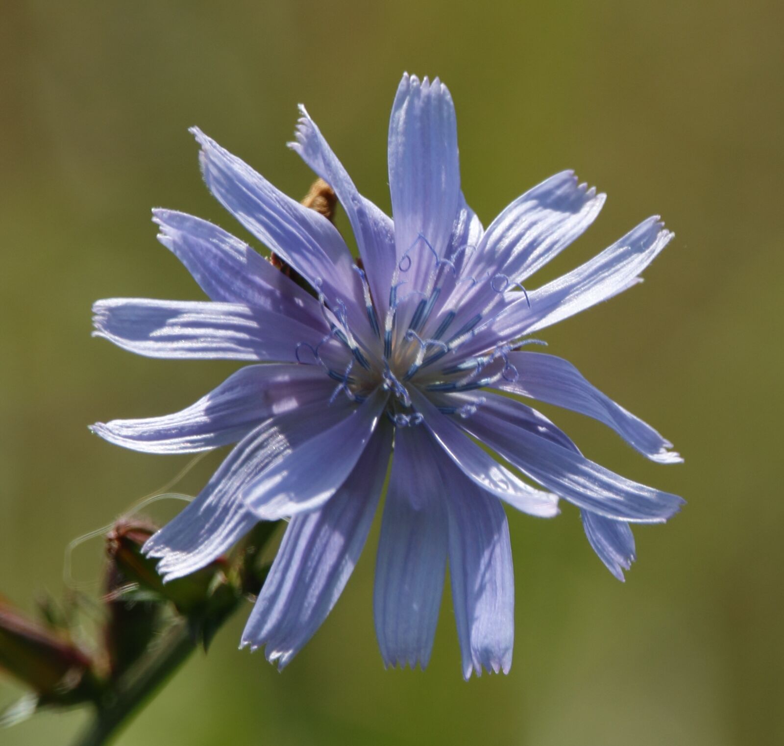 150-600mm F5-6.3 DG OS HSM | Contemporary 015 sample photo. Flower, weed, plant photography