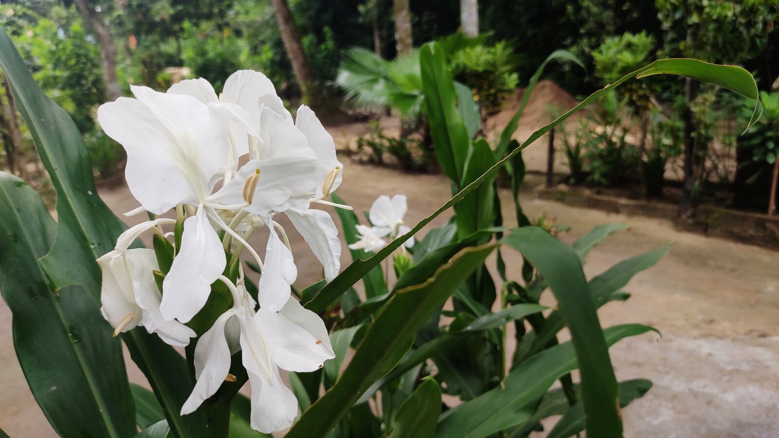 Xiaomi Redmi Note 7 Pro sample photo. Flower, white flower, indian photography
