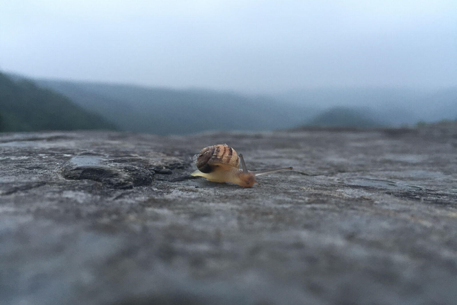 Apple iPhone 6 sample photo. Animal, close, up, fog photography
