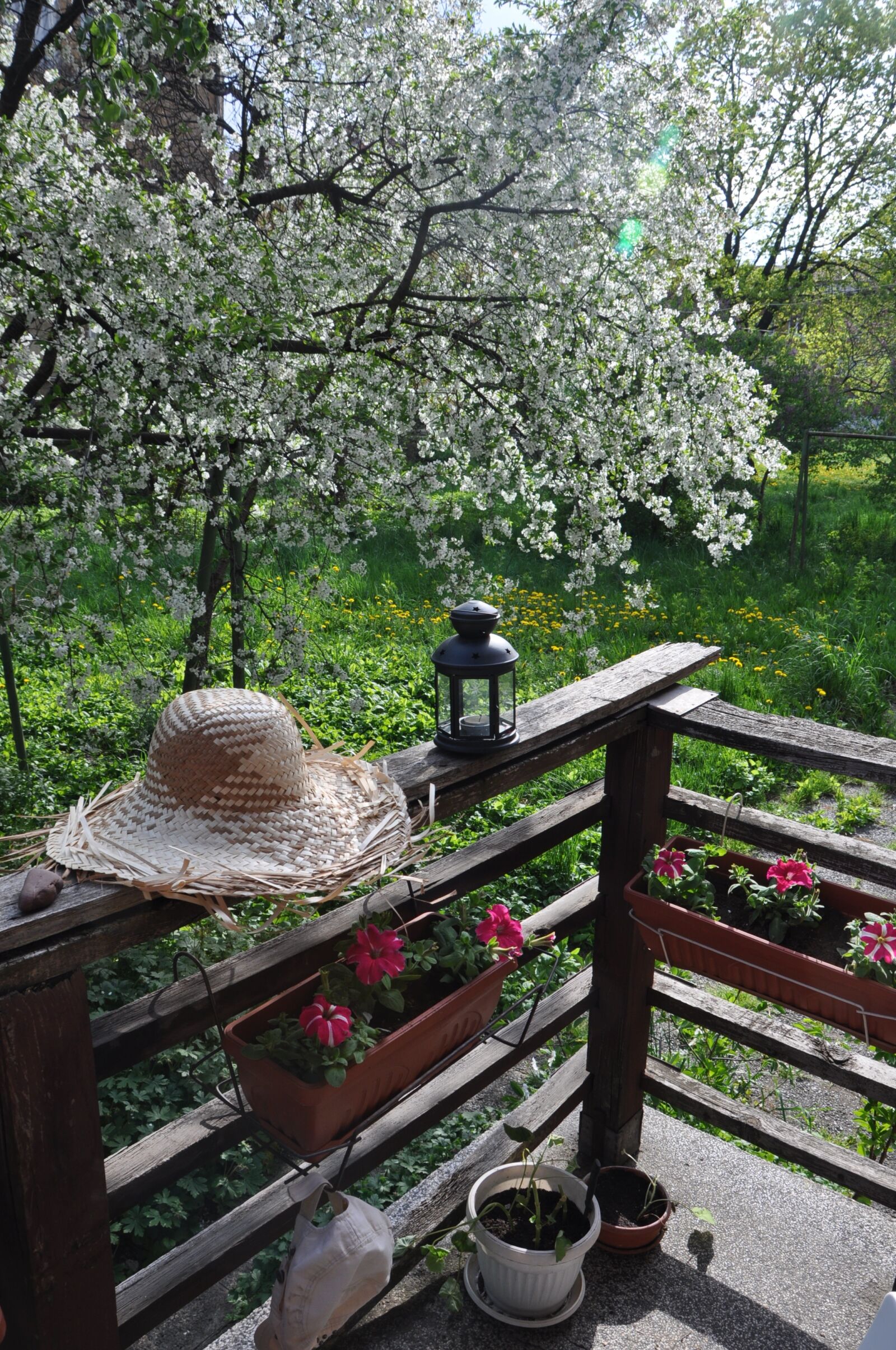 Nikon D90 sample photo. Spring, shifnal cherry, straw photography