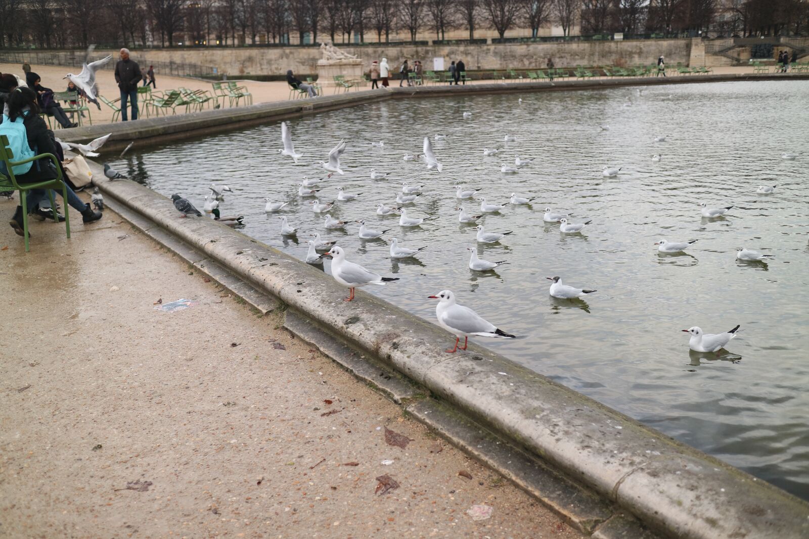 Canon EOS M3 sample photo. Paris, seagull, park photography