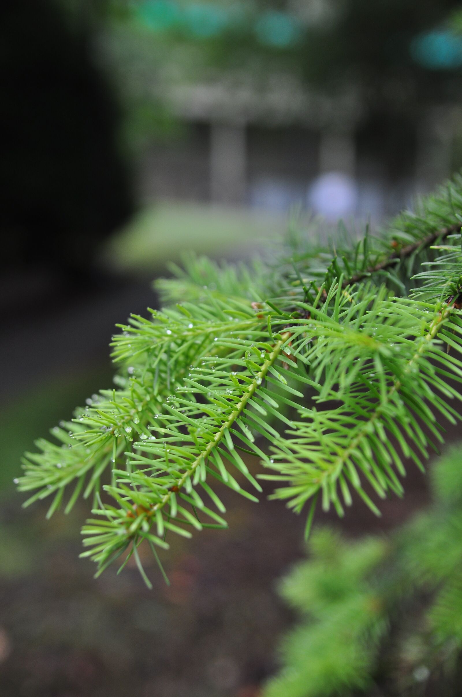 Nikon D90 sample photo. Needle, flora, nature photography