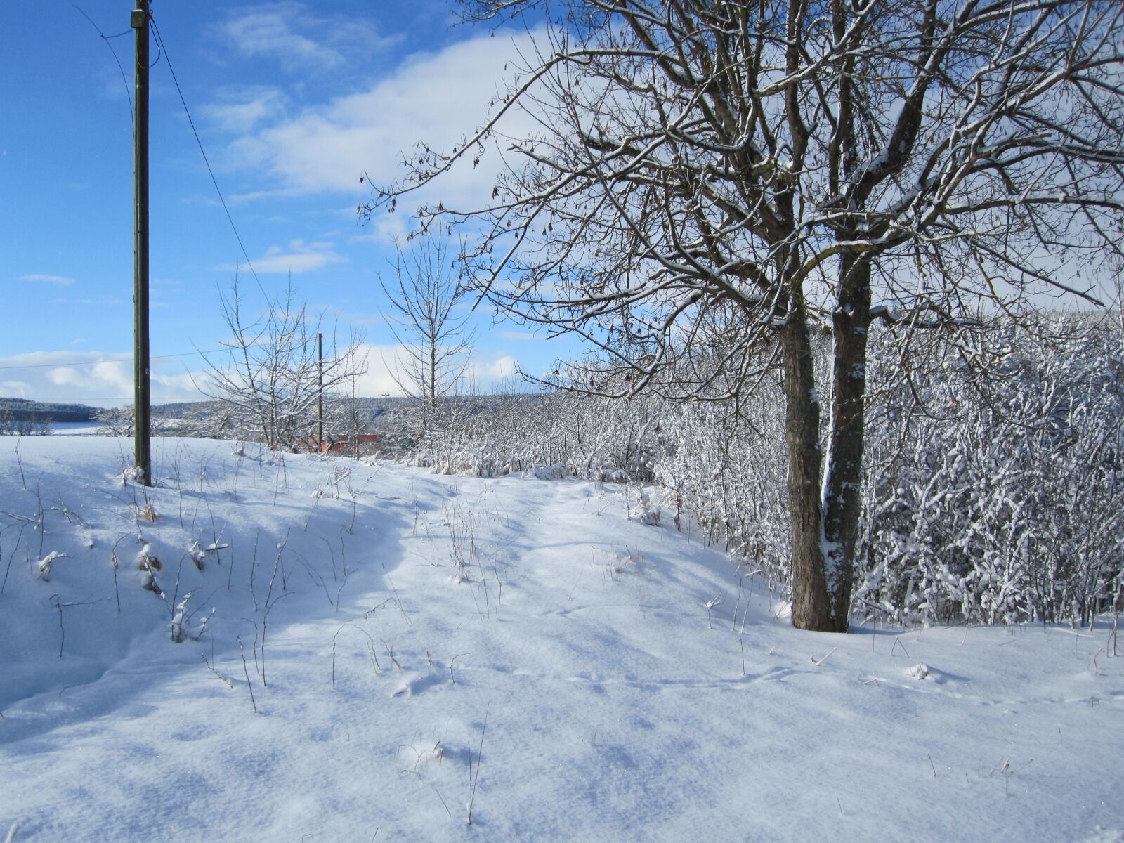 Canon PowerShot SD780 IS (Digital IXUS 100 IS / IXY Digital 210 IS) sample photo. Winter, snow, tree photography
