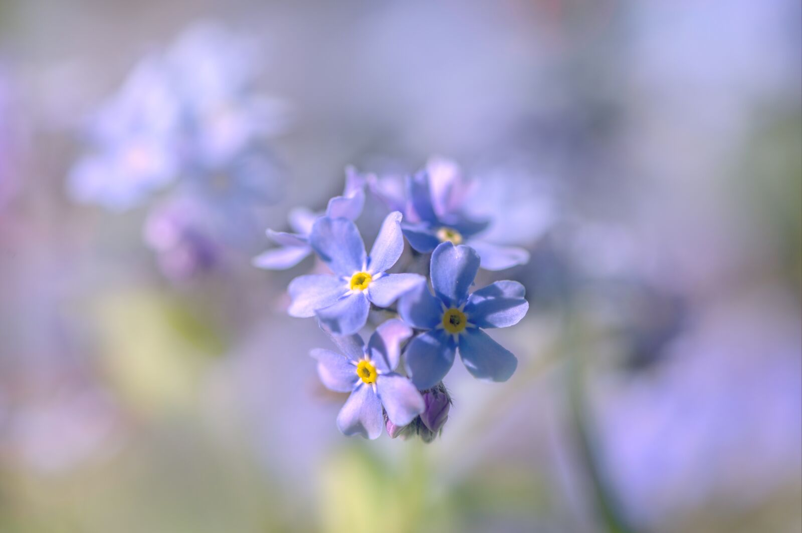 Nikon Z6 sample photo. Forget me not, flower photography