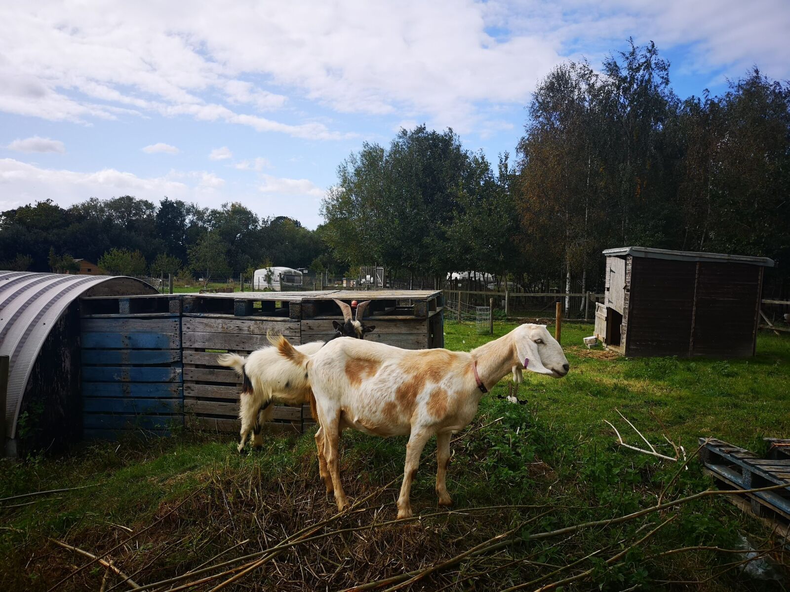 HUAWEI CLT-L09 sample photo. Goat, farm, goats photography