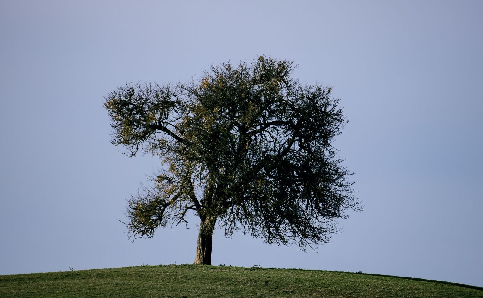 Canon EF-S 55-250mm F4-5.6 IS STM sample photo. Tree, deciduous tree, autumn photography