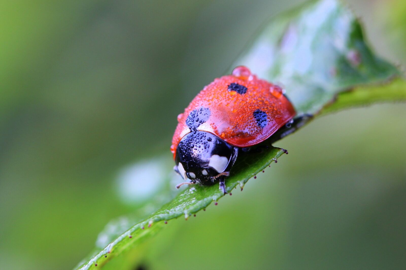 Canon EF 100mm F2.8L Macro IS USM sample photo. Ladybug, macro, nature photography