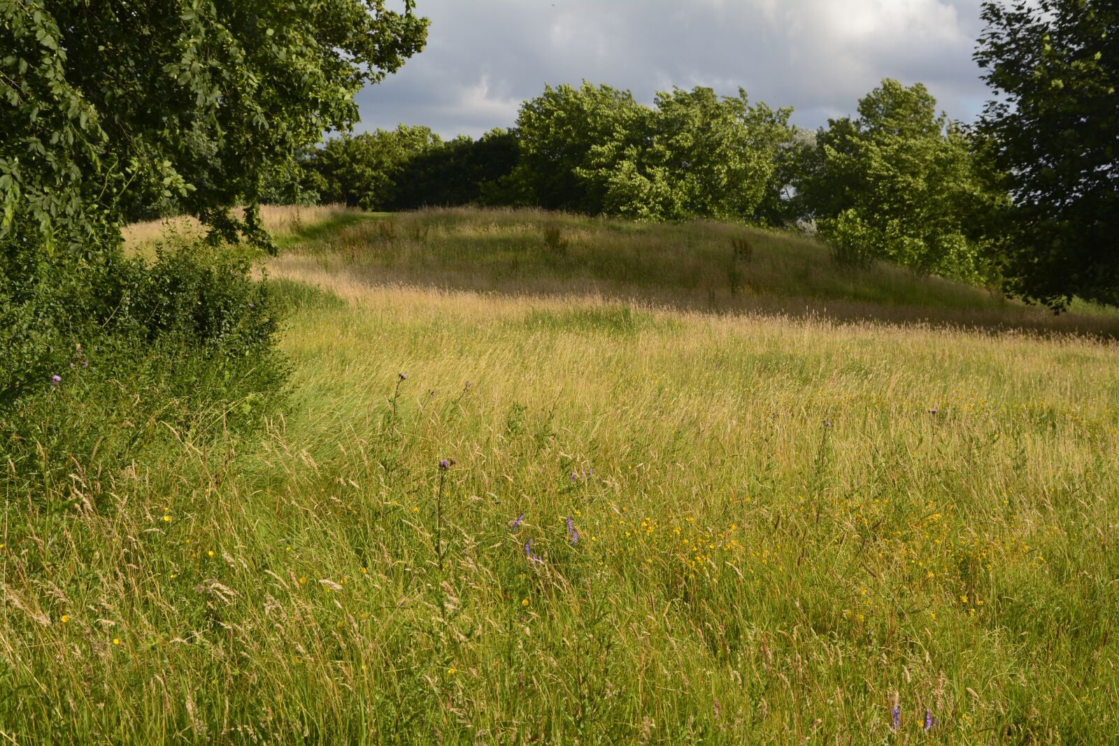 Nikon D7100 sample photo. Landscape, panorama, grass photography