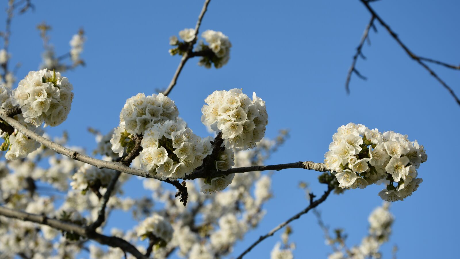 Nikon D7100 sample photo. Cherry, flower, sprig photography