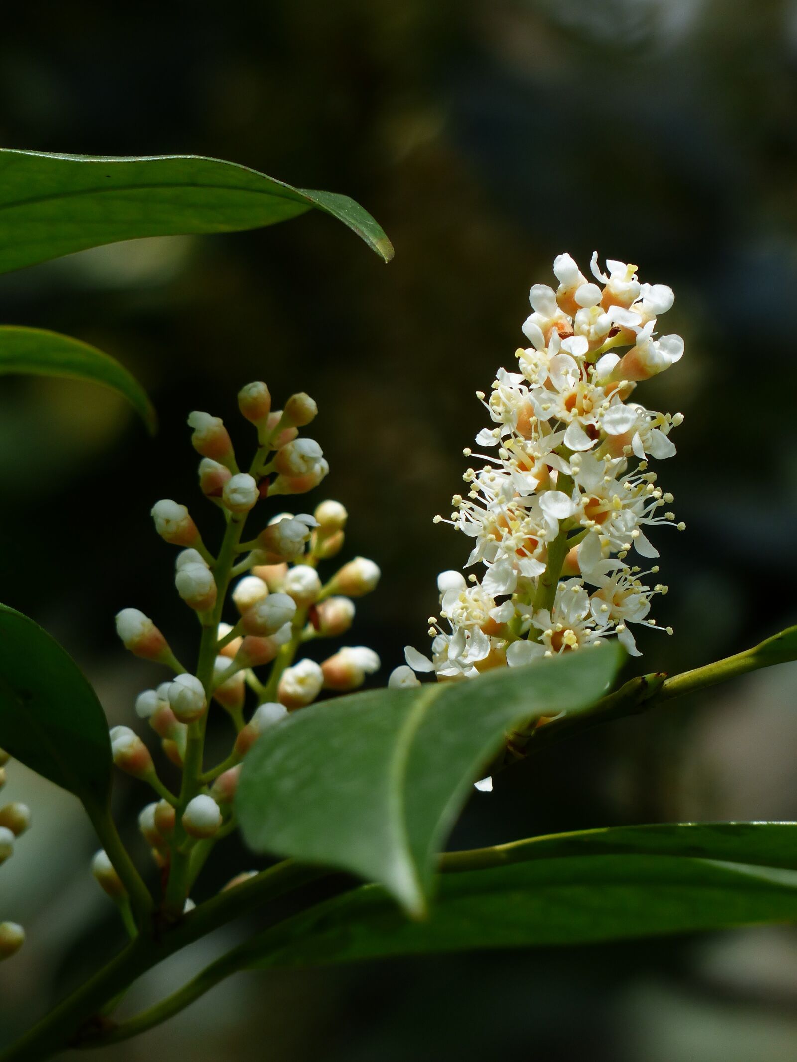 Panasonic Lumix DMC-FZ200 sample photo. Prunus laurocerasus, bud, bush photography