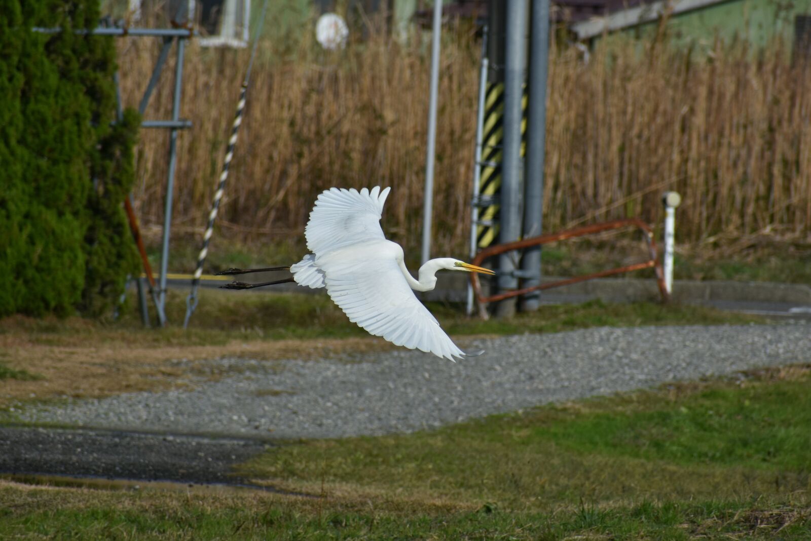 Nikon D7200 sample photo. Animal, road, promenade photography