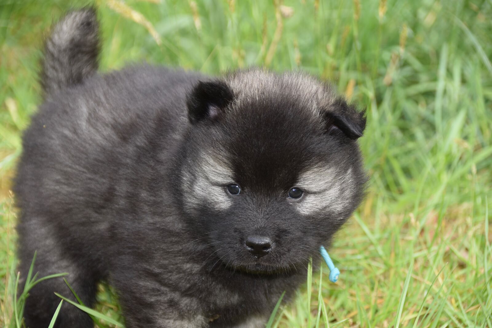 Nikon D5600 sample photo. Dog, puppy, young dog photography