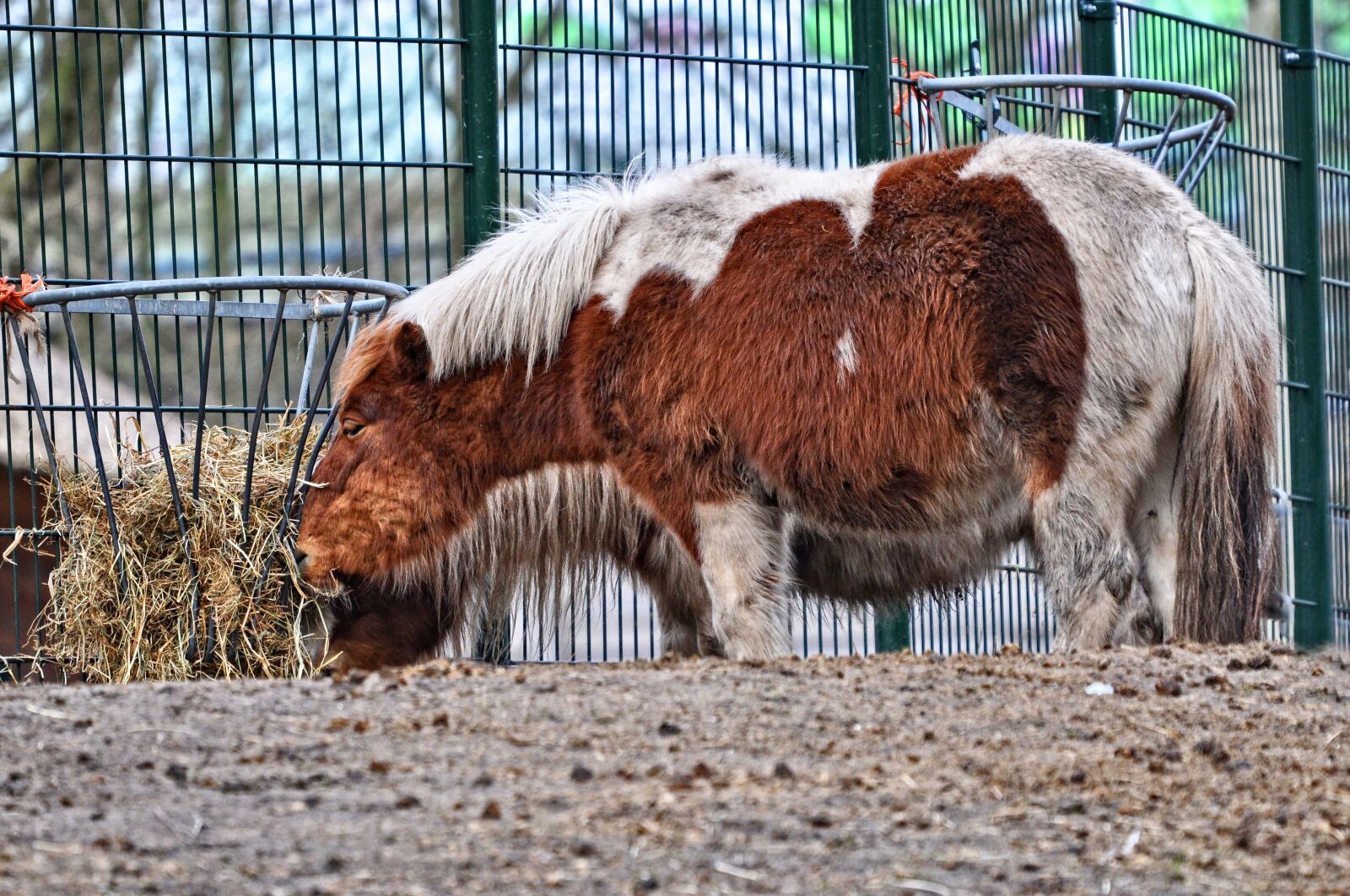 Nikon D90 sample photo. Shetland pony, pony, horse photography