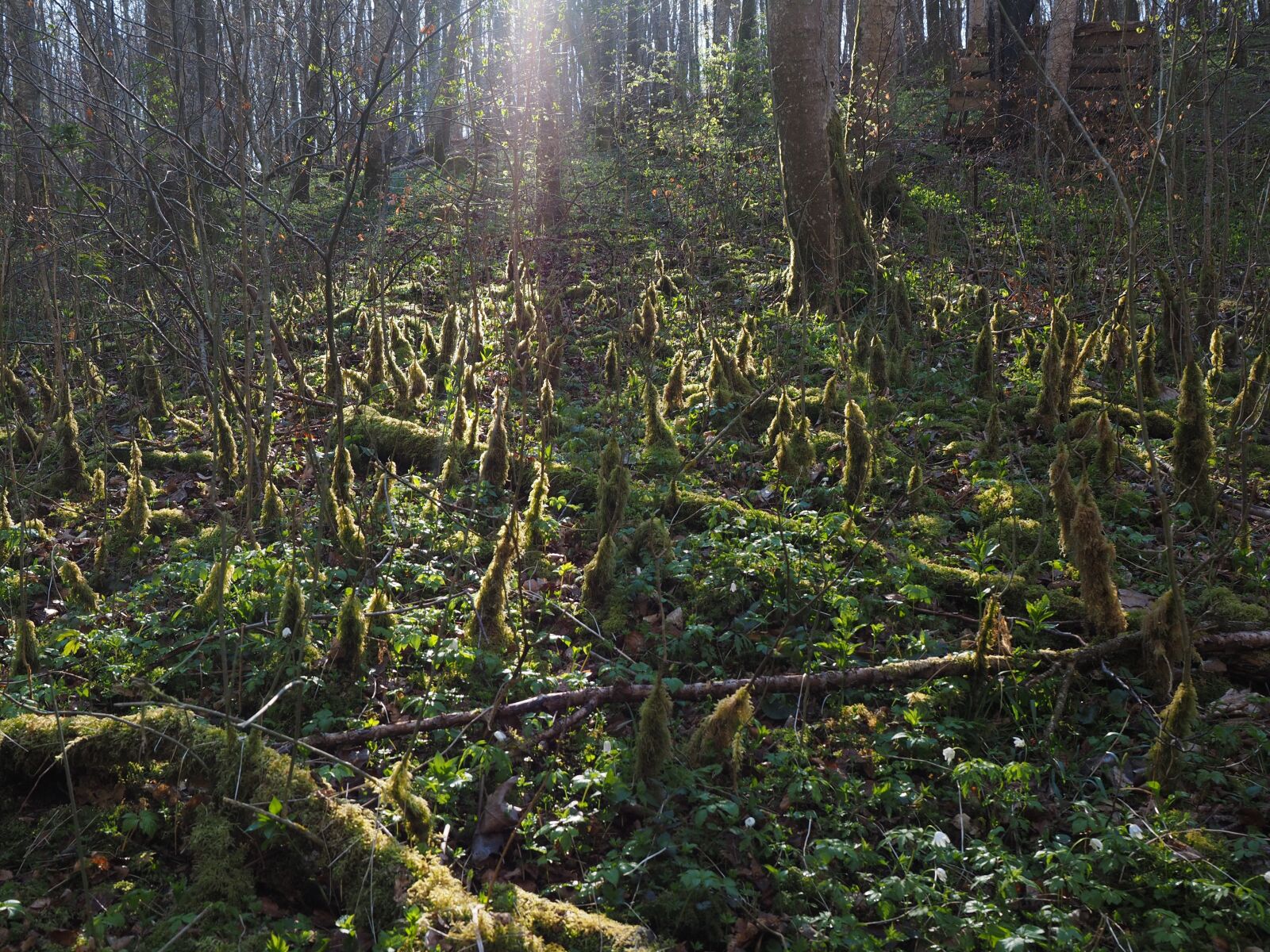 Olympus OM-D E-M1 + Olympus M.Zuiko Digital ED 12-40mm F2.8 Pro sample photo. Forest, backlighting, moss photography