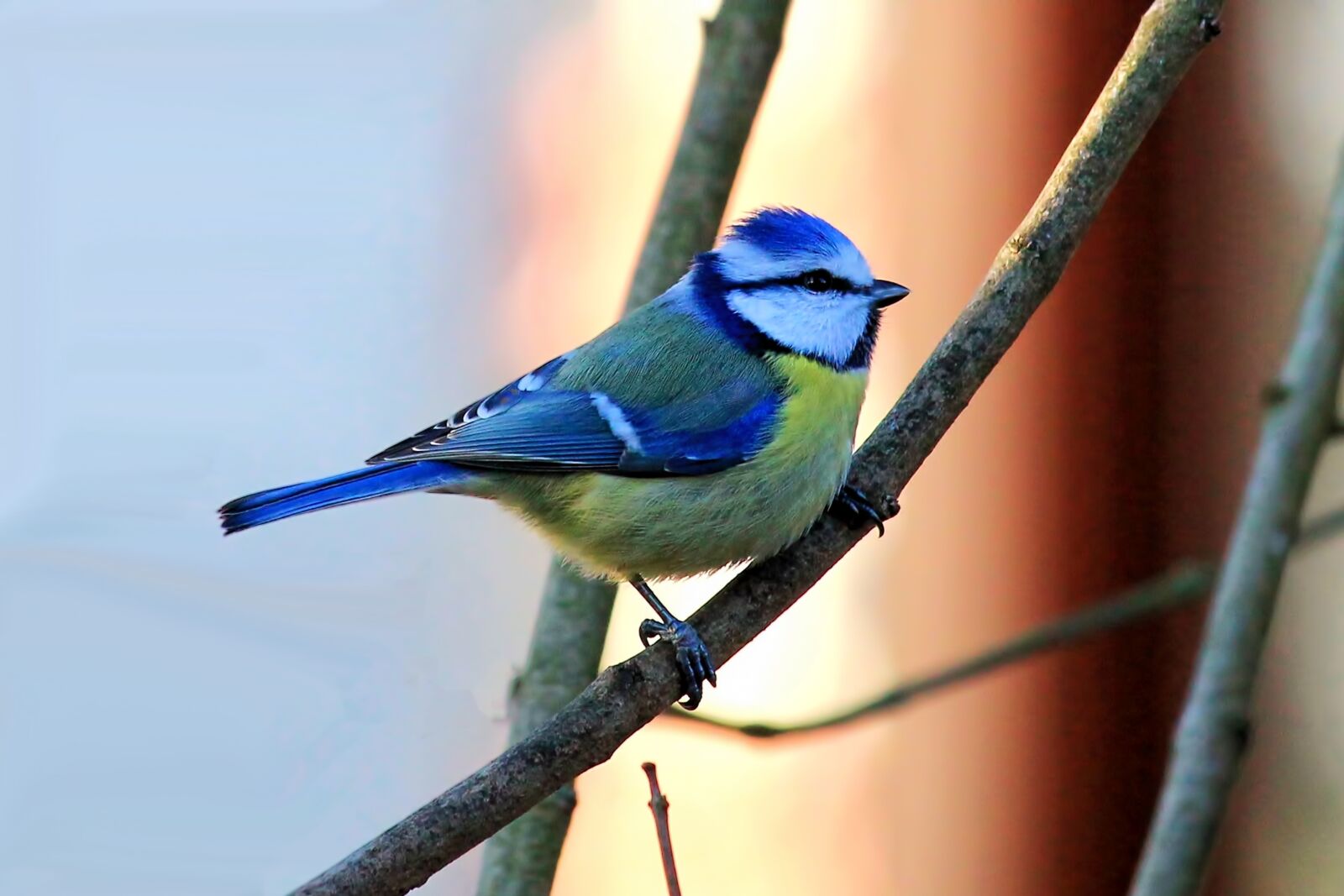 Canon EF-S 55-250mm F4-5.6 IS STM sample photo. Blue tit, tit, bird photography
