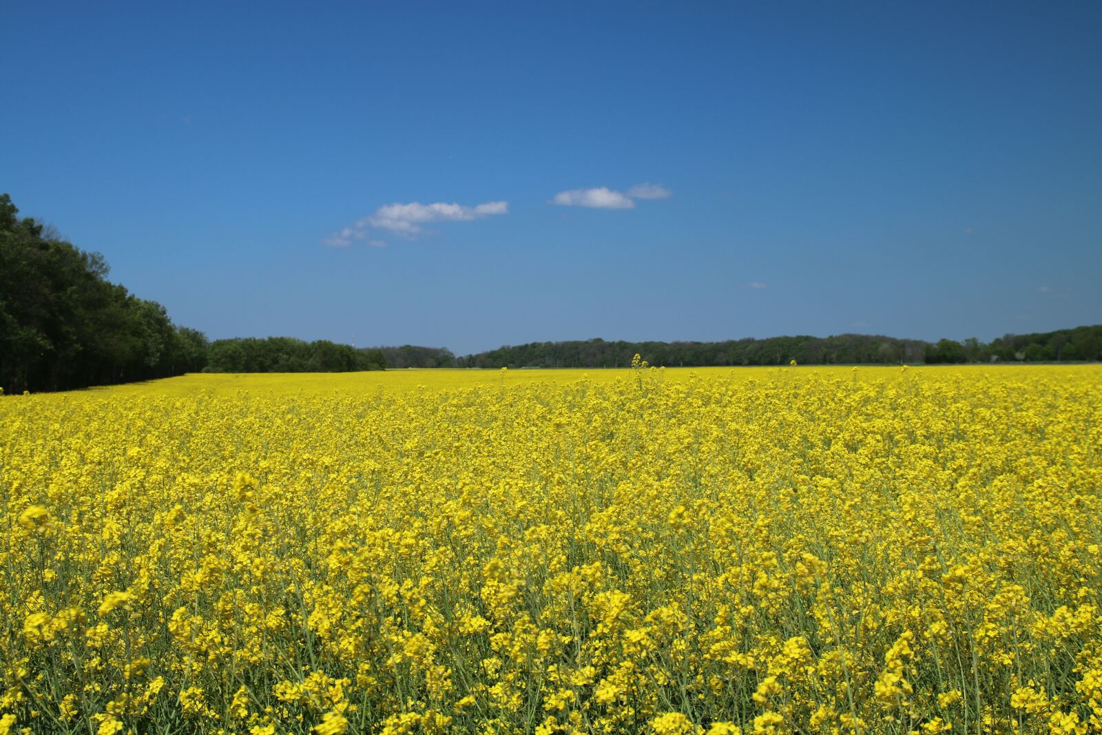 Canon EOS 70D sample photo. Oilseed rape, field, field photography