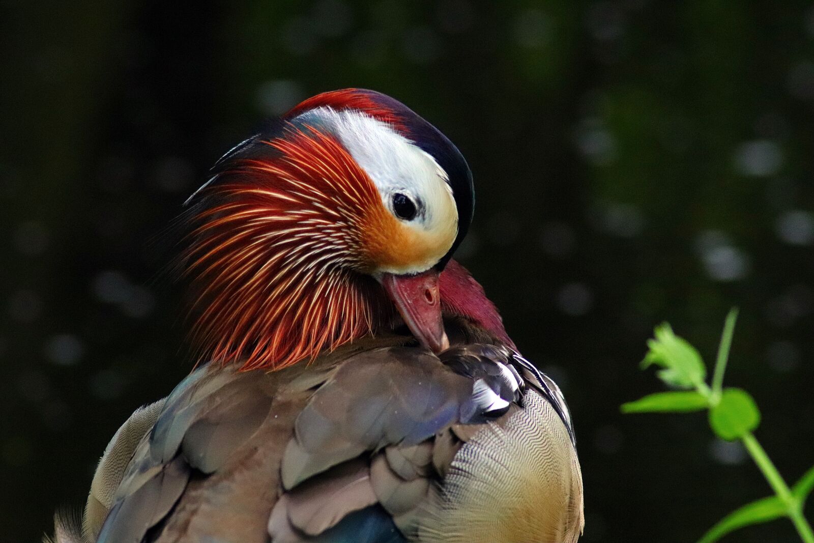 Canon EOS 77D (EOS 9000D / EOS 770D) sample photo. Animal, bird, water bird photography