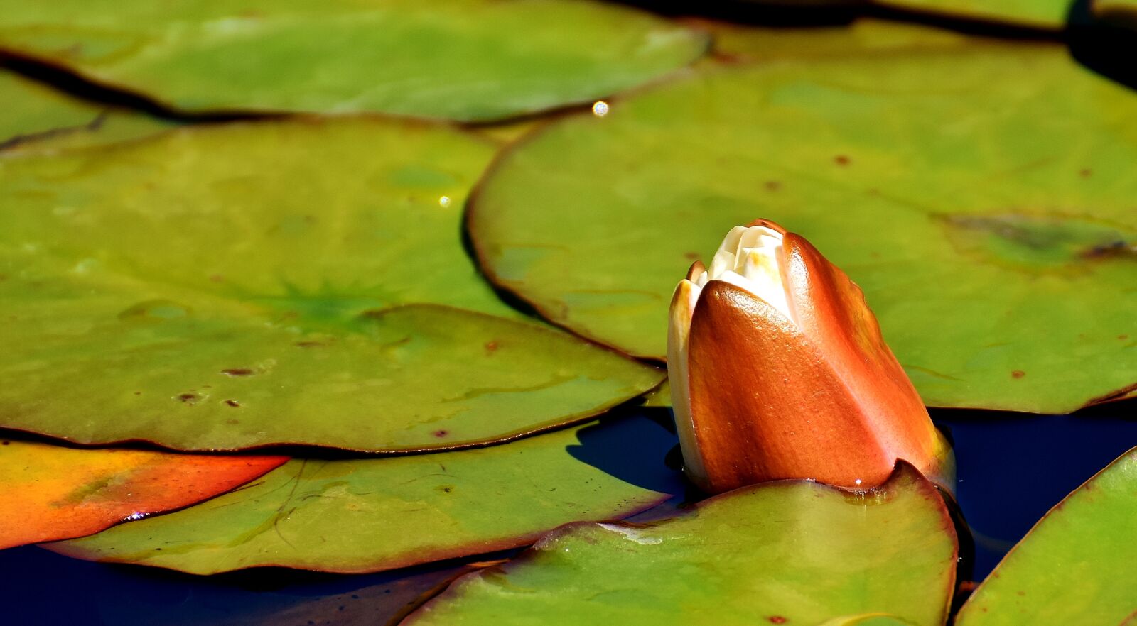 Nikon D7200 sample photo. Water lilies, white, summer photography