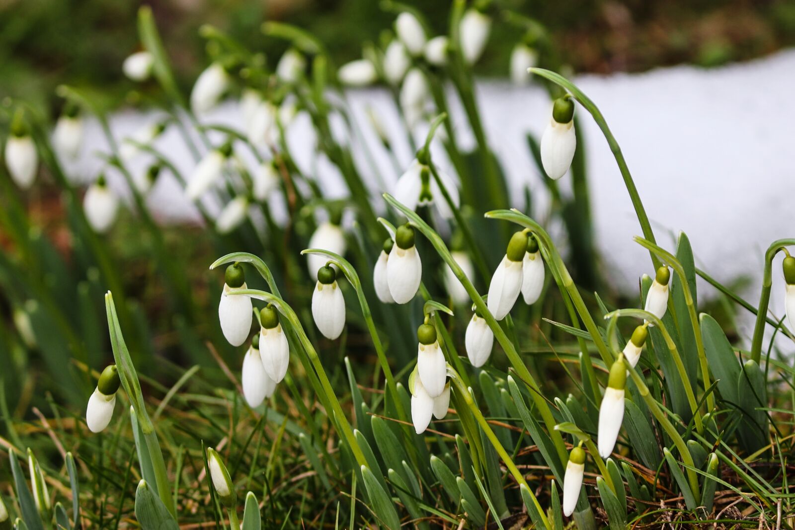 Canon EOS 200D (EOS Rebel SL2 / EOS Kiss X9) sample photo. Snowdrop, spring, signs of photography