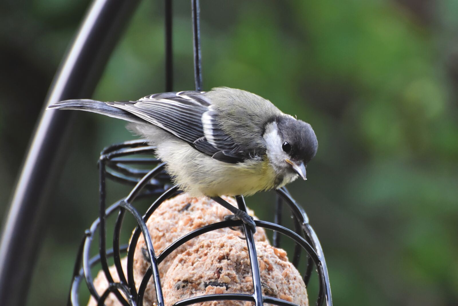 Nikon D7200 sample photo. Tit, songbird, small bird photography