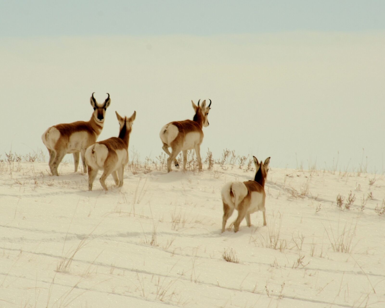 Canon EOS 400D (EOS Digital Rebel XTi / EOS Kiss Digital X) sample photo. Pronghorn, wildlife, nature photography