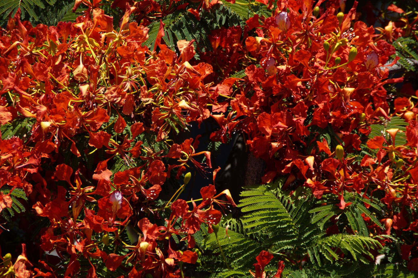 Sony SLT-A58 sample photo. Flamboyant, flourishing tree, flowers photography