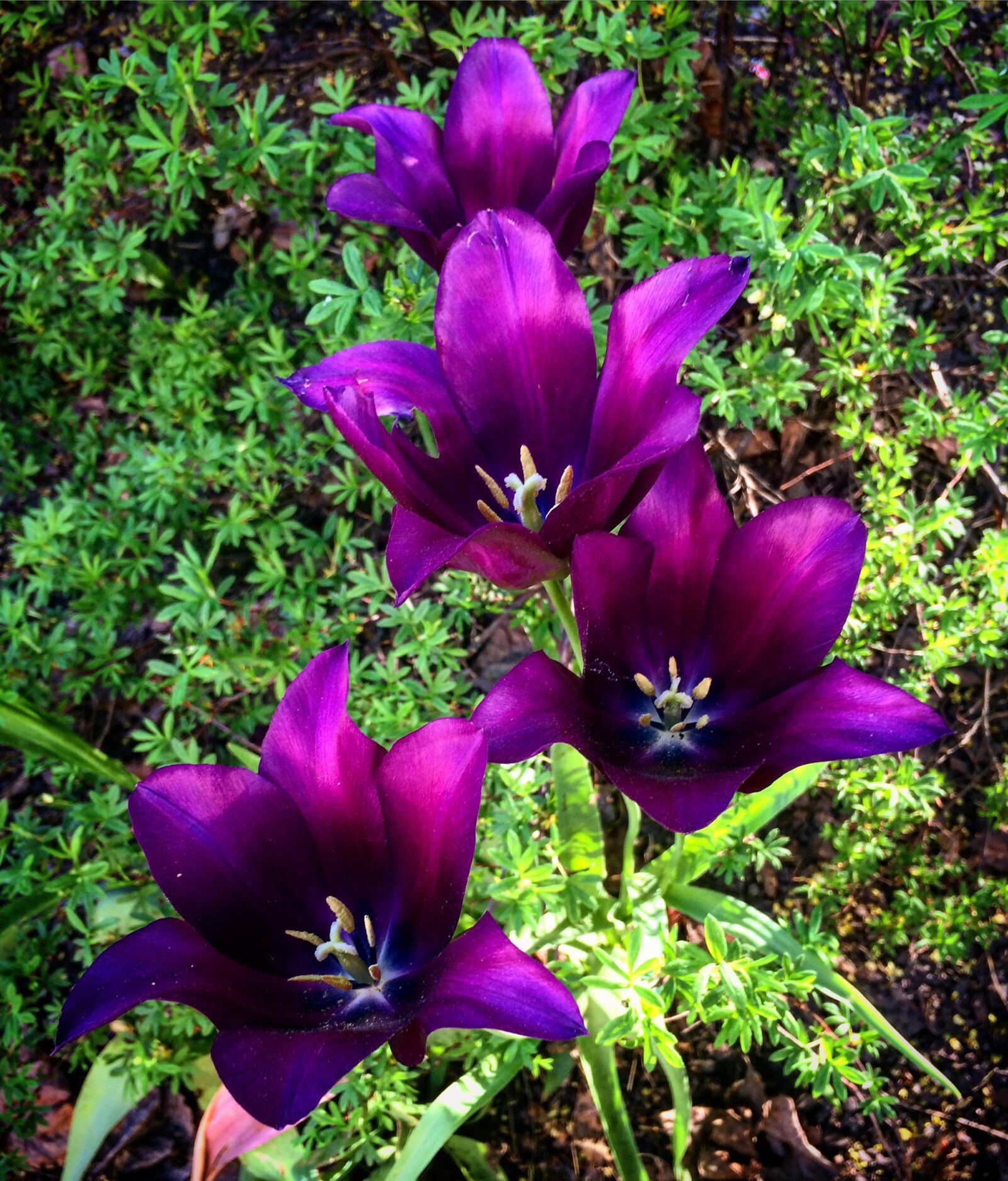 iPhone 5s back camera 4.15mm f/2.2 sample photo. Tulips, flowers, nature photography