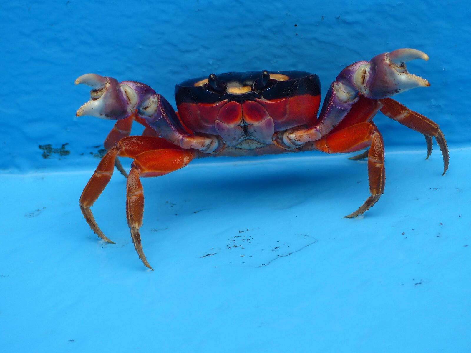Panasonic Lumix DMC-FZ200 sample photo. Crab, cancer, land crab photography