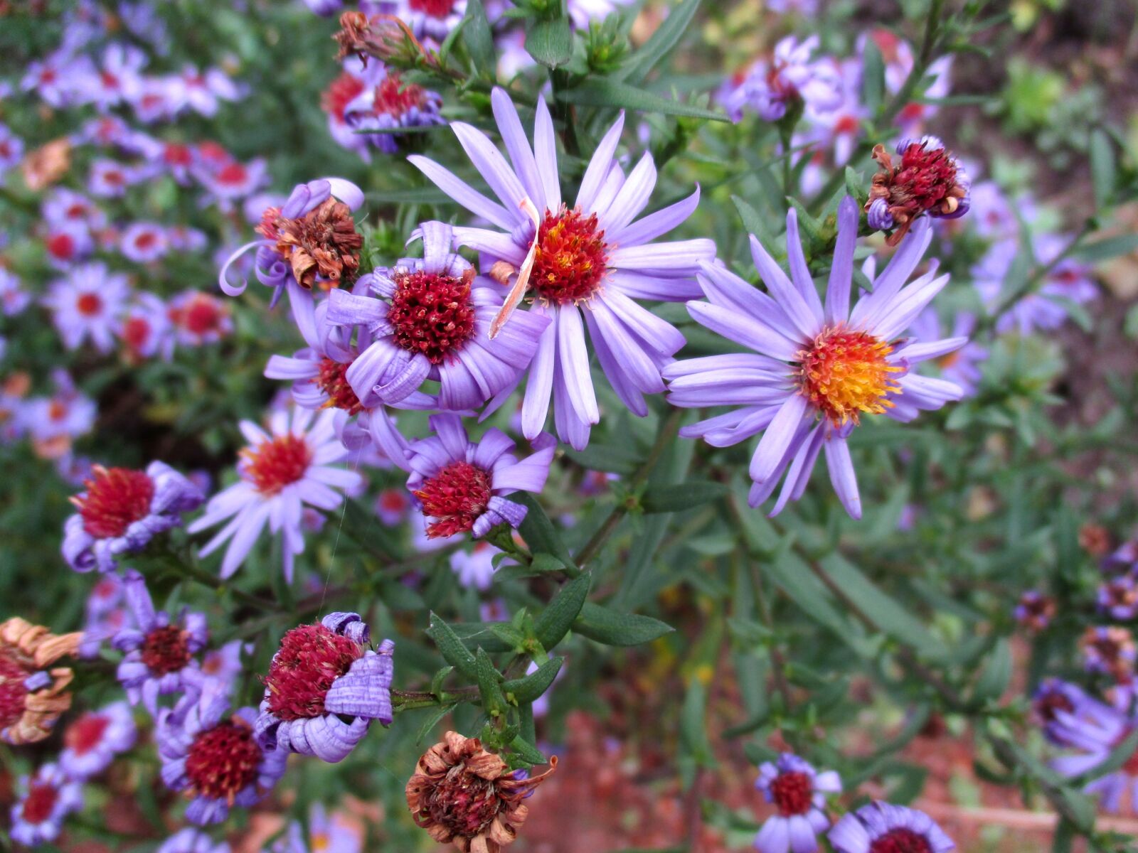 Canon PowerShot ELPH 160 (IXUS 160 / IXY 150) sample photo. Pillow aster, blossom, bloom photography