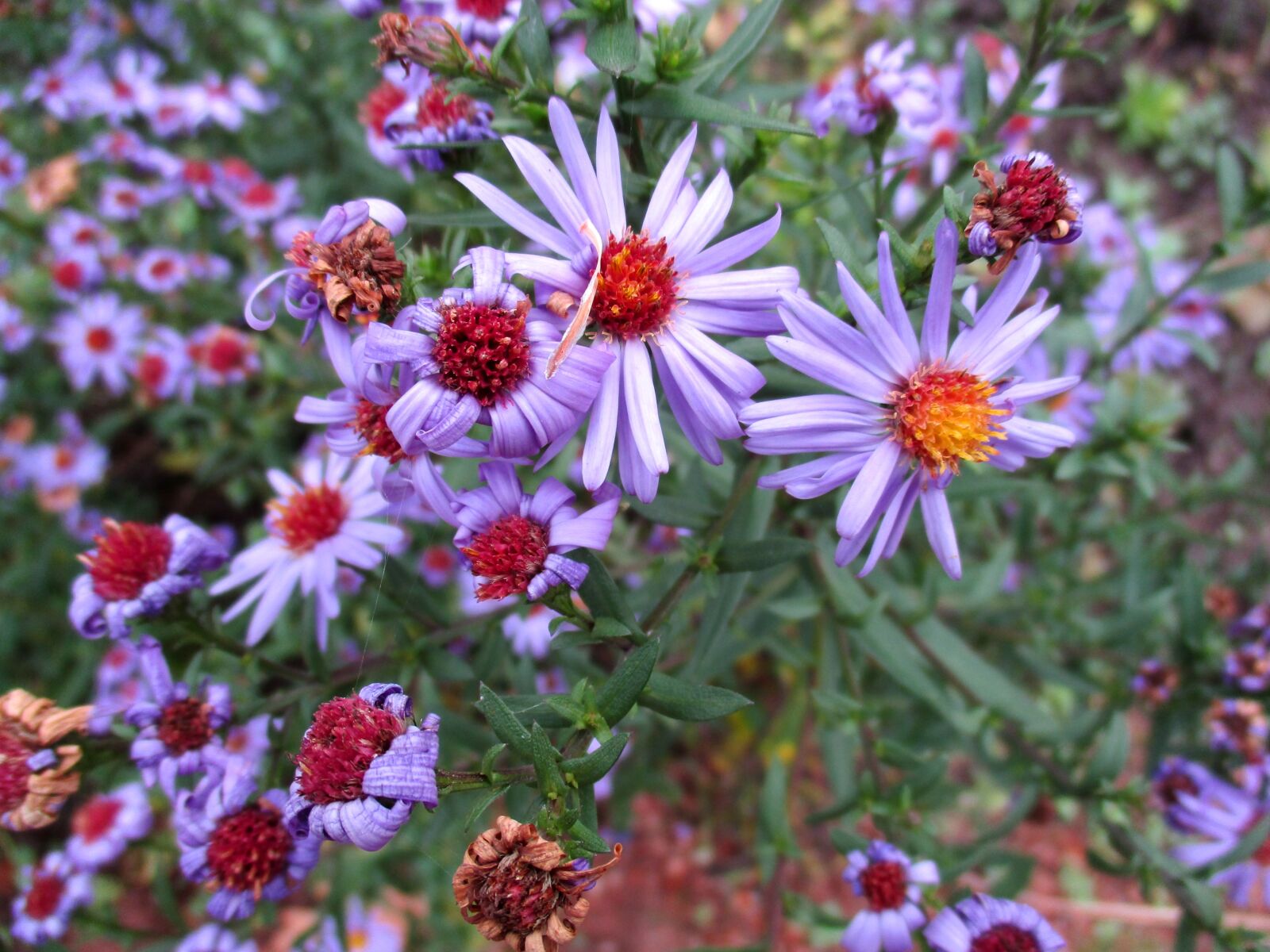 Canon PowerShot ELPH 160 (IXUS 160 / IXY 150) sample photo. Pillow aster, blossom, bloom photography