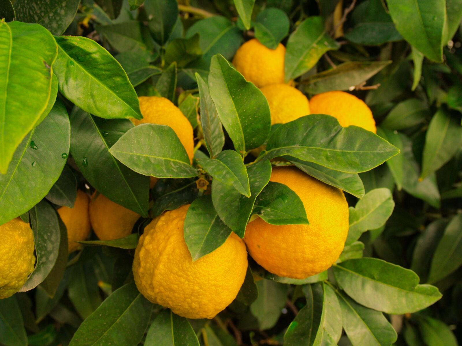 Olympus E-500 (EVOLT E-500) sample photo. Lemons, tree, wild photography